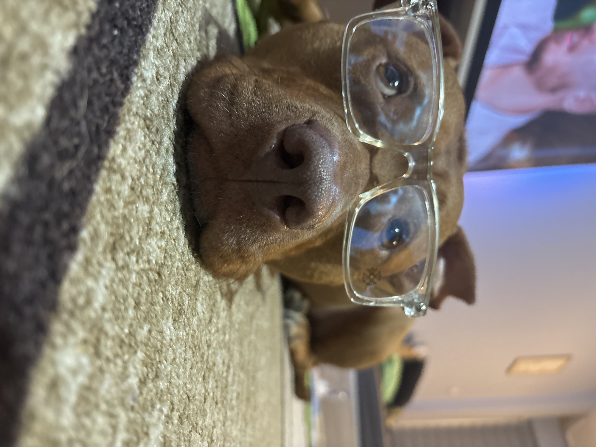 Dog Wears Yankees Cap and Glasses in Sofia Photo Session