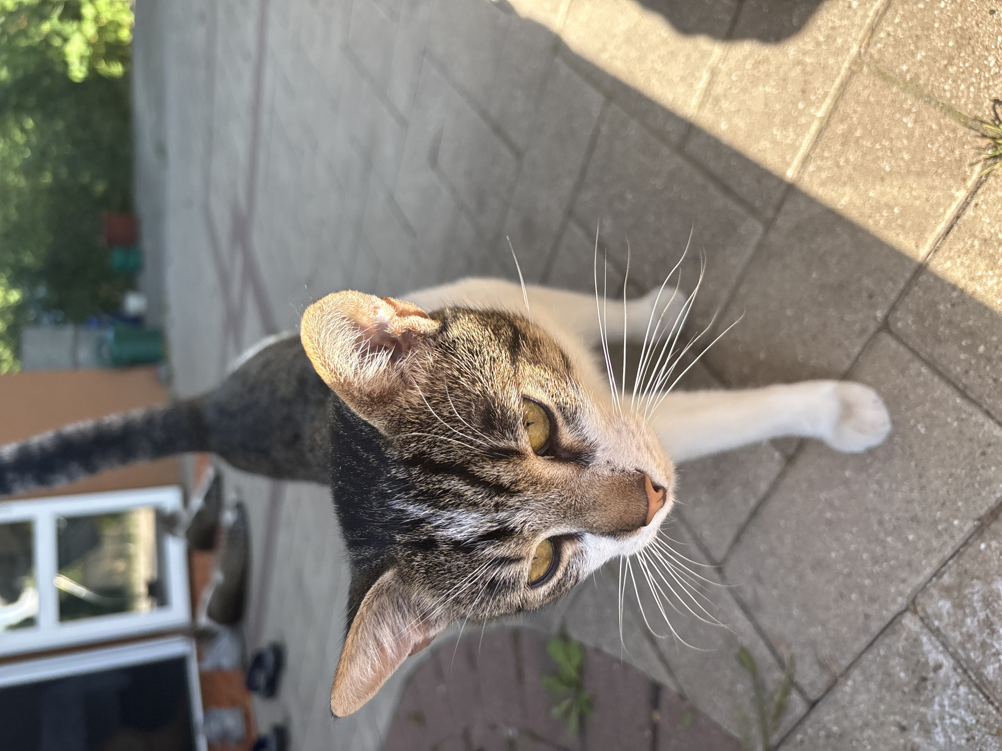 Two tabby cats, hibiscus blooms, and a quiet sunny afternoon