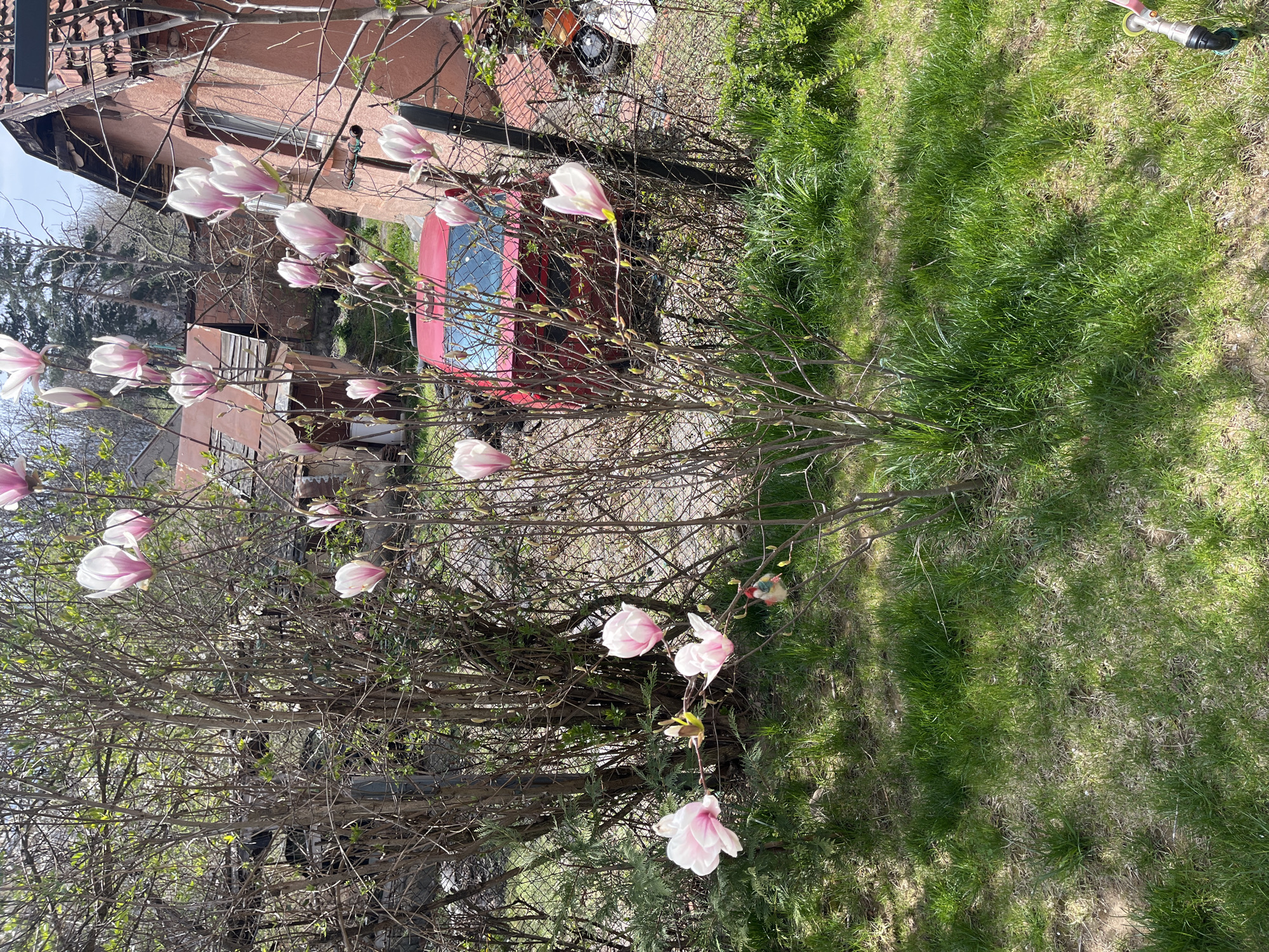 Spring Magnolia blooms captured in Sofia residential garden