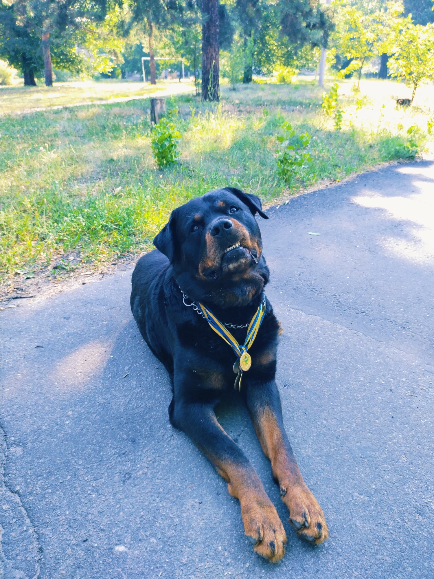 Rottweiler with medal ribbons relaxes amid Horishni Plavni park gardens
