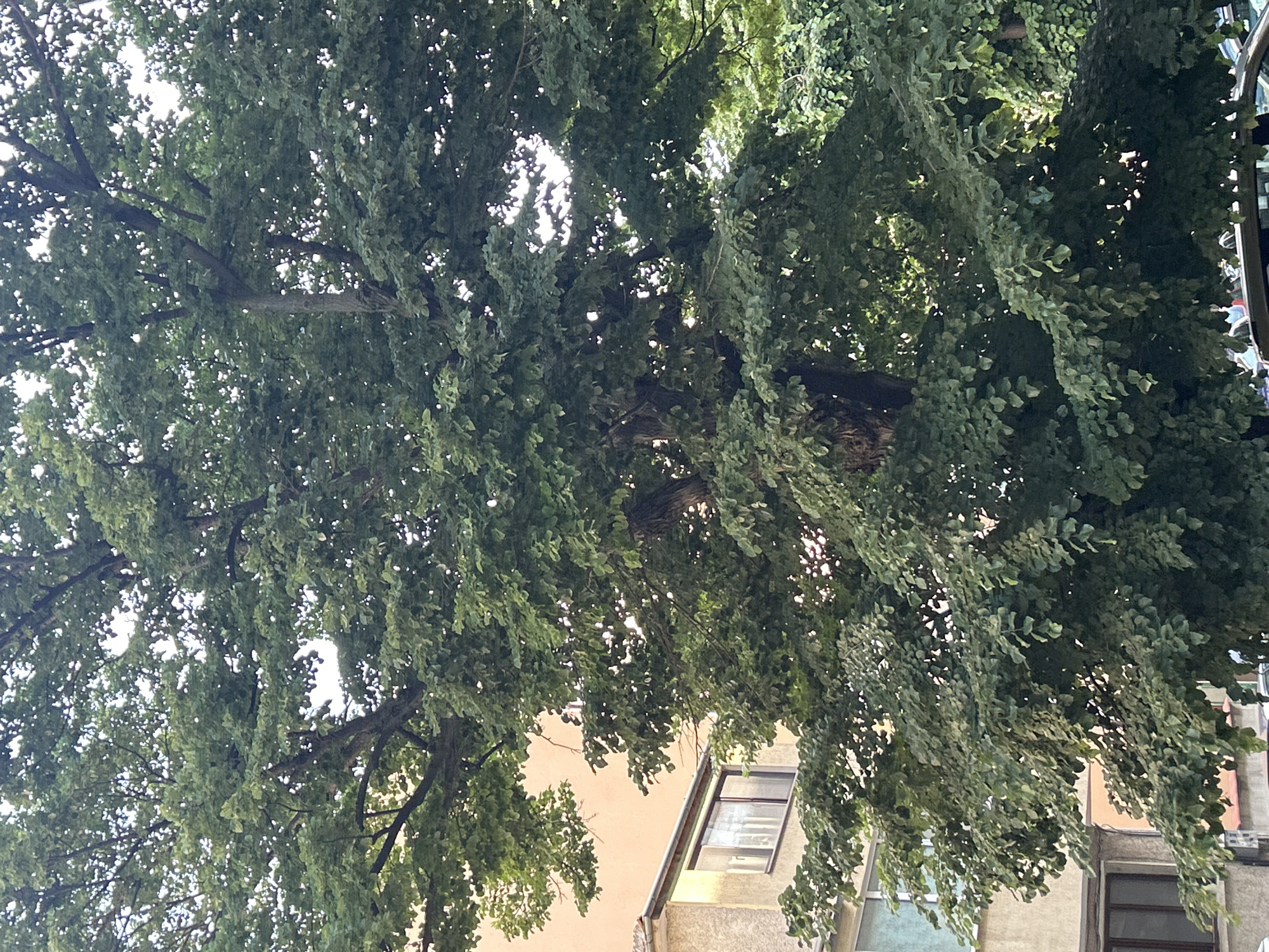 Afternoon street observations recorded on Topola Street, Varna