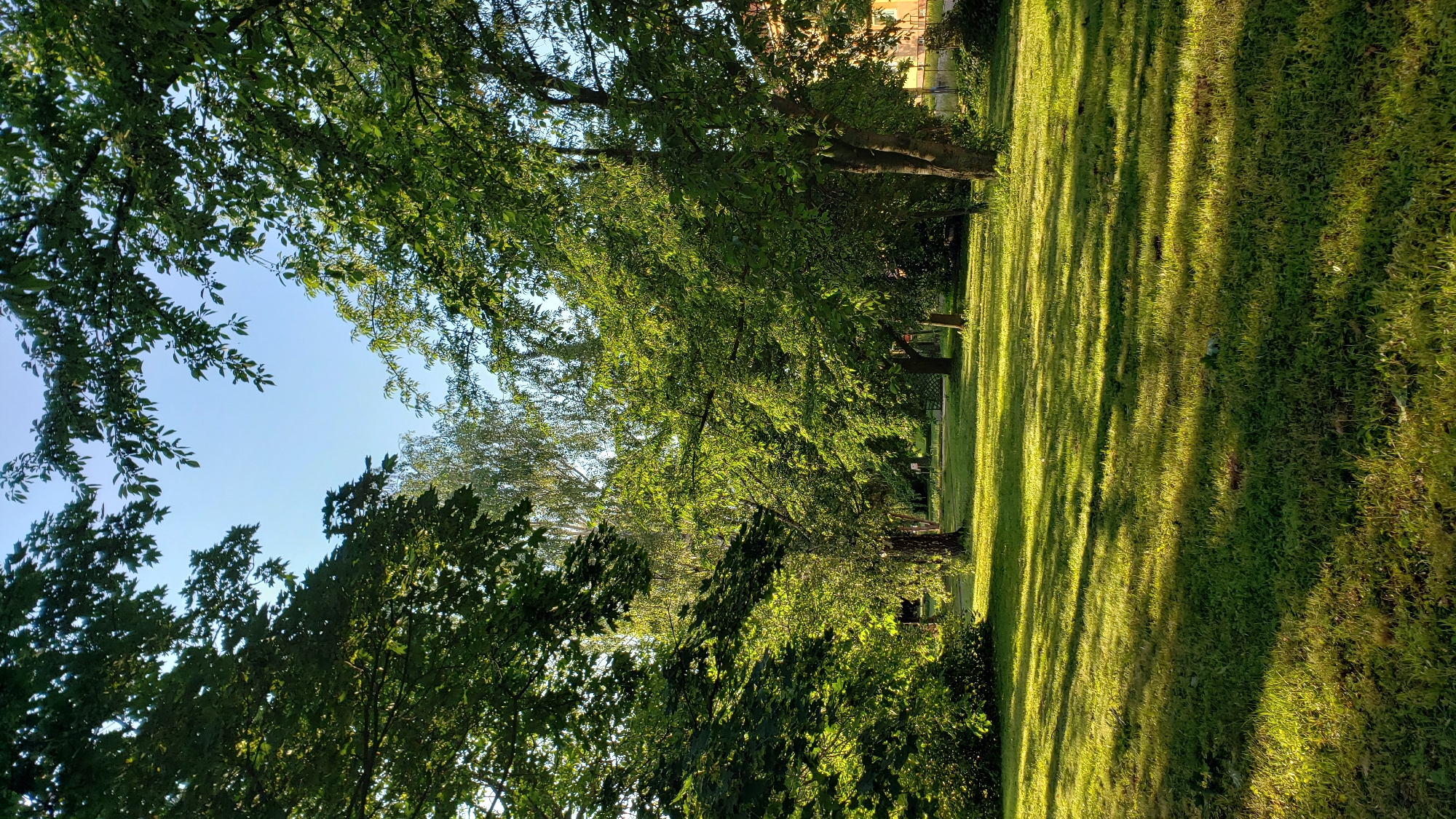 Afternoon in a Prešov park, from trees to the Torysa bridge