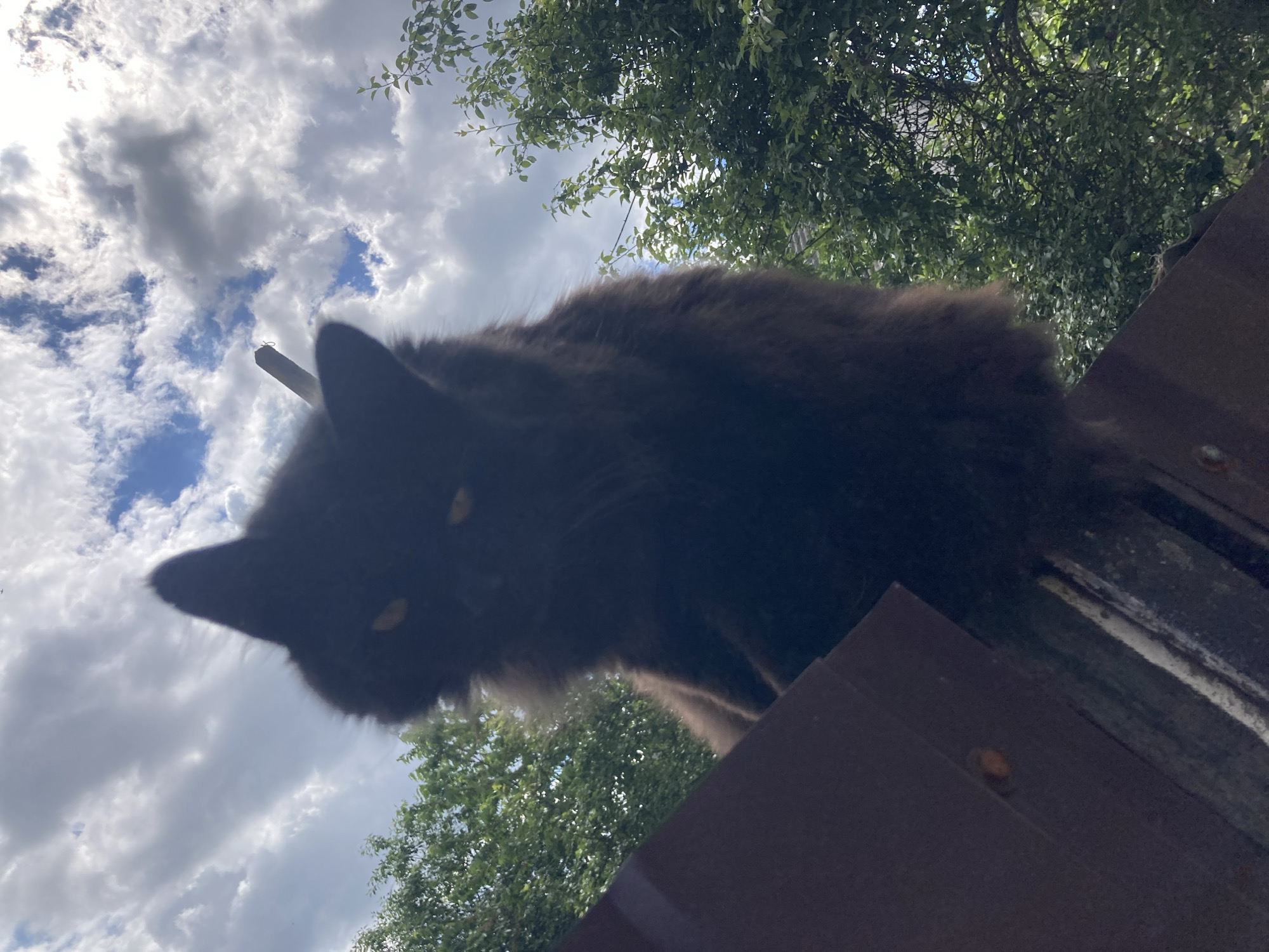 Black dog, white kitten, and a blooming Belarusian garden