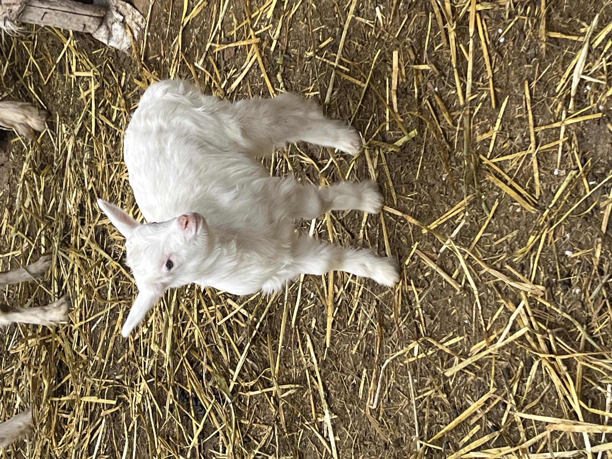 Baby goats observed in rustic barn in Tsarevets, Bulgaria