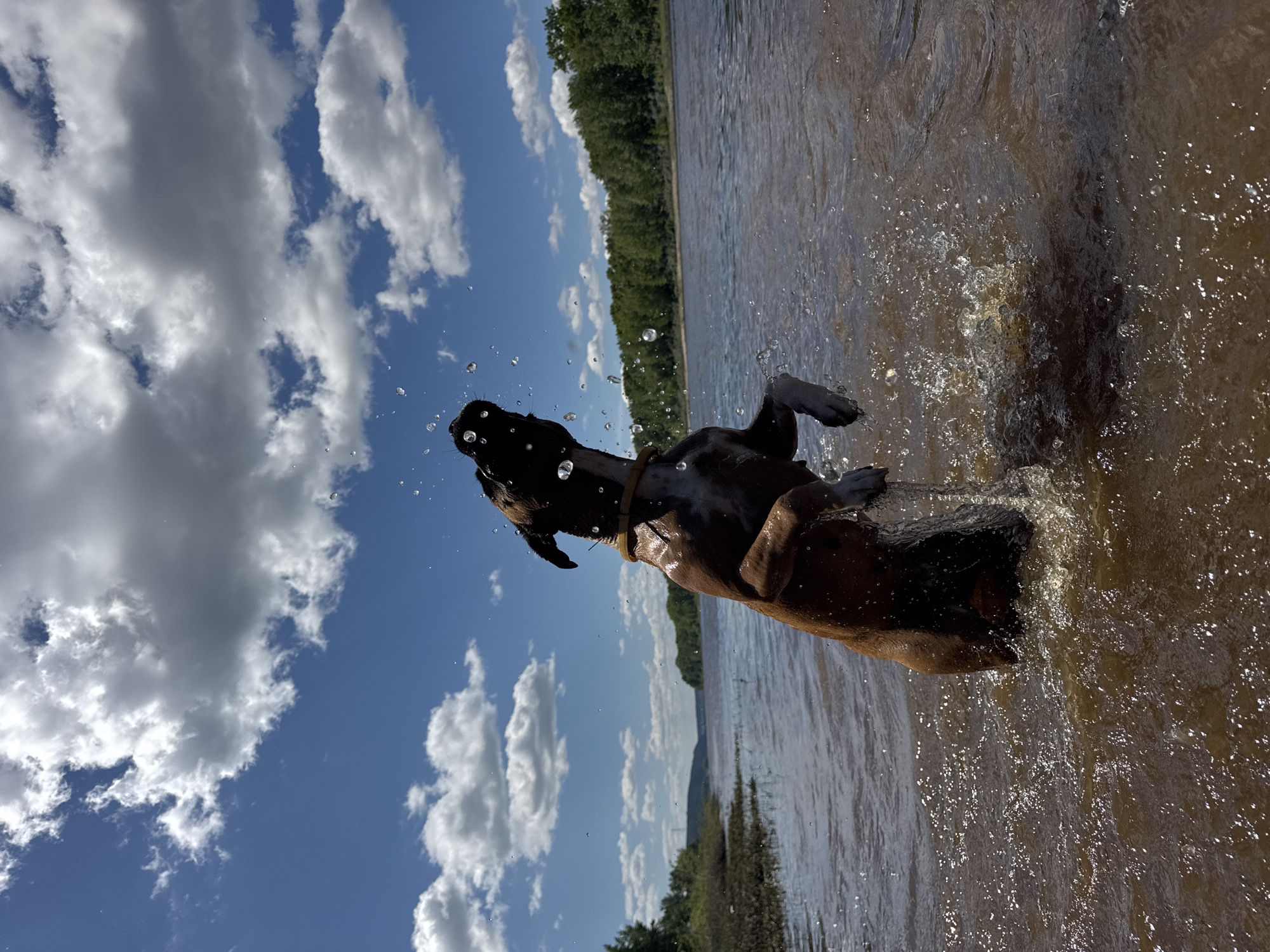 Dog plays in river near dam in Chaikovsky, Russia