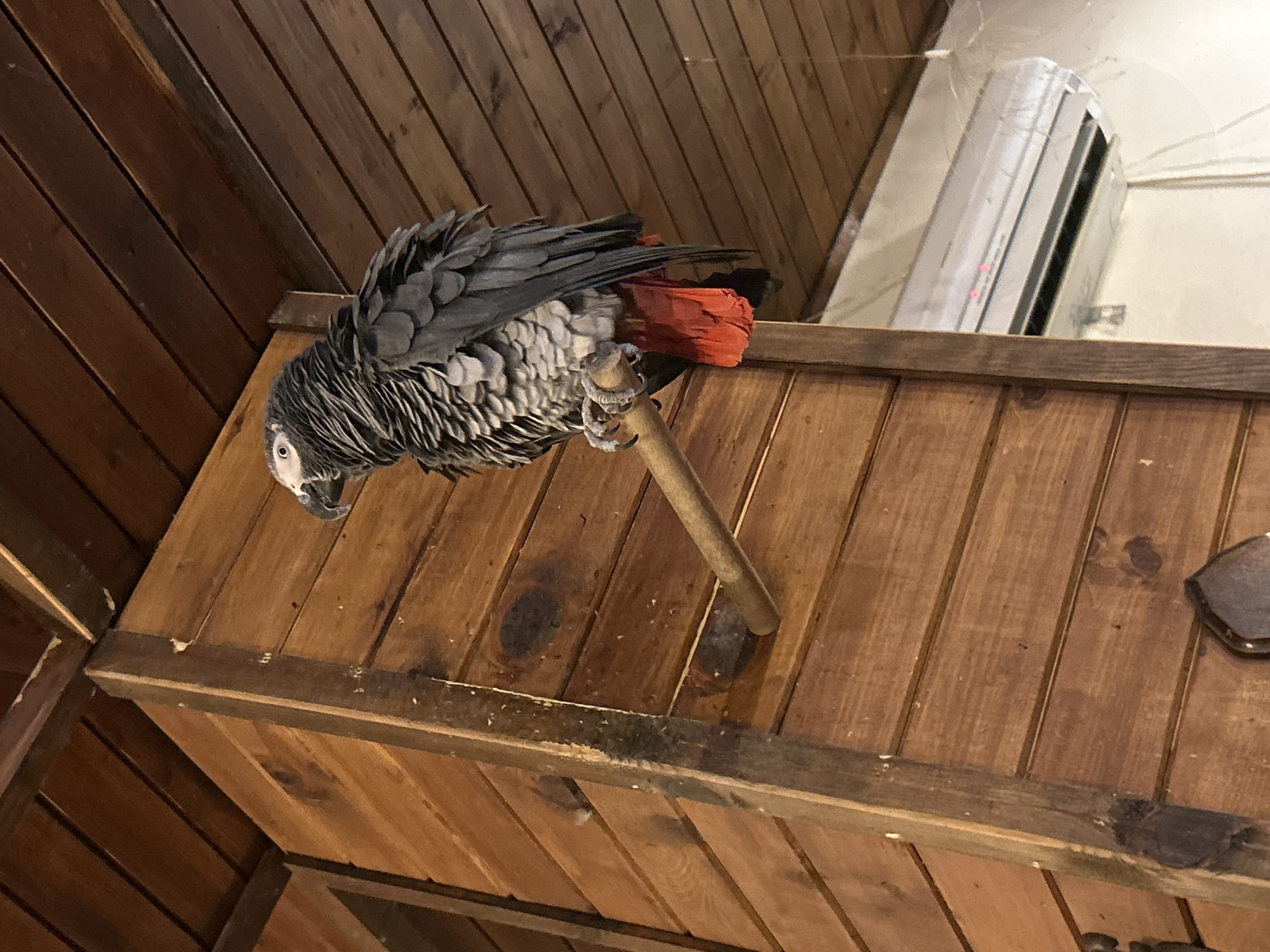 African Grey Parrot Spotted Indoors in Strelcha, Bulgaria