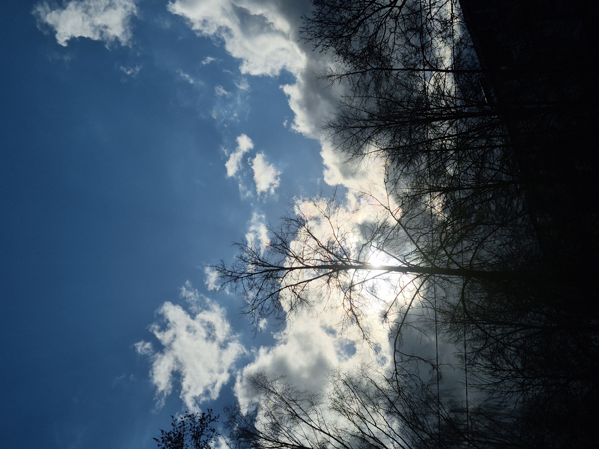 Spring skies observed through bare trees in Chaikovsky, Russia