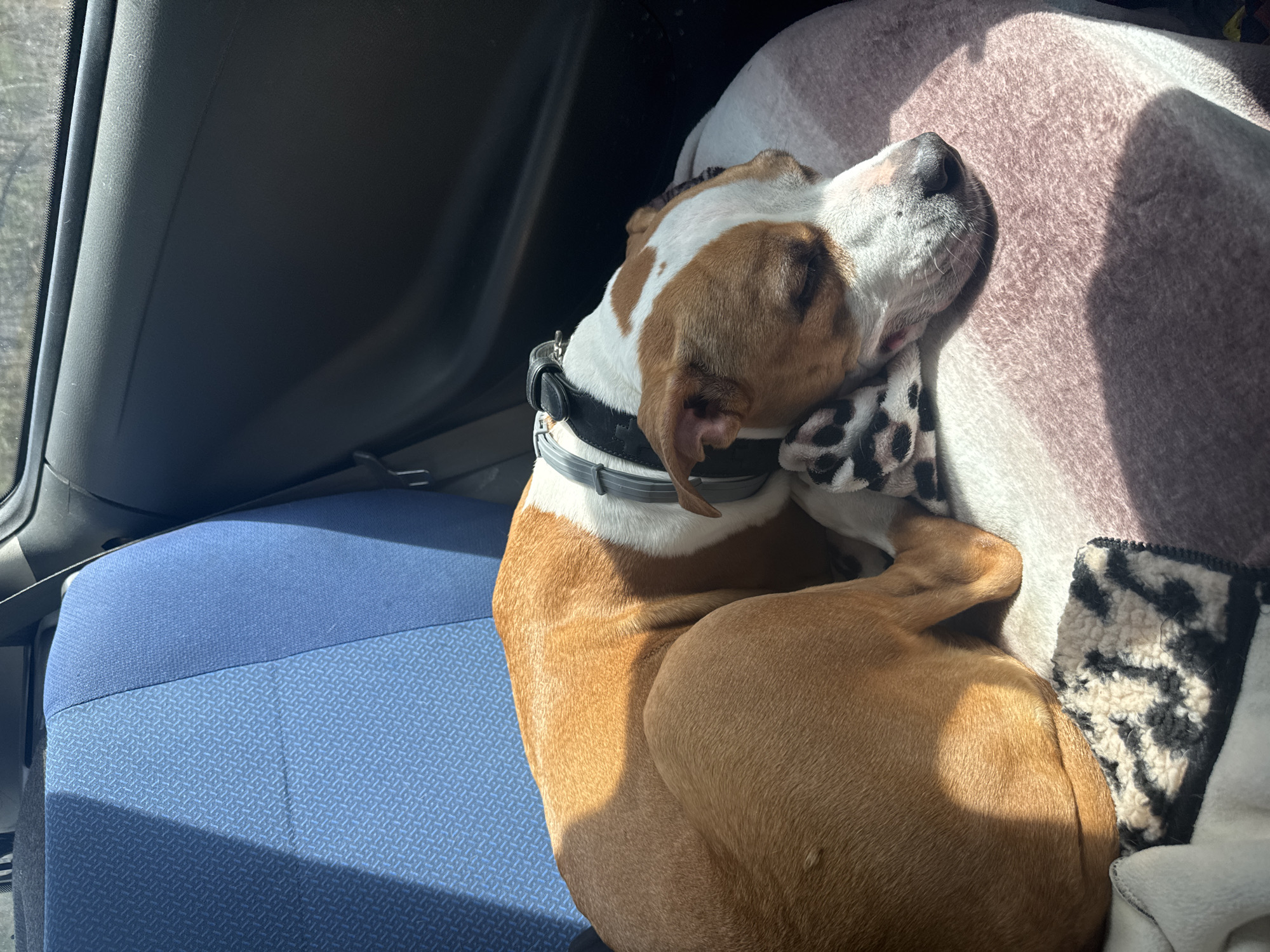Dog sleeps peacefully in car in Trudovets, Bulgaria