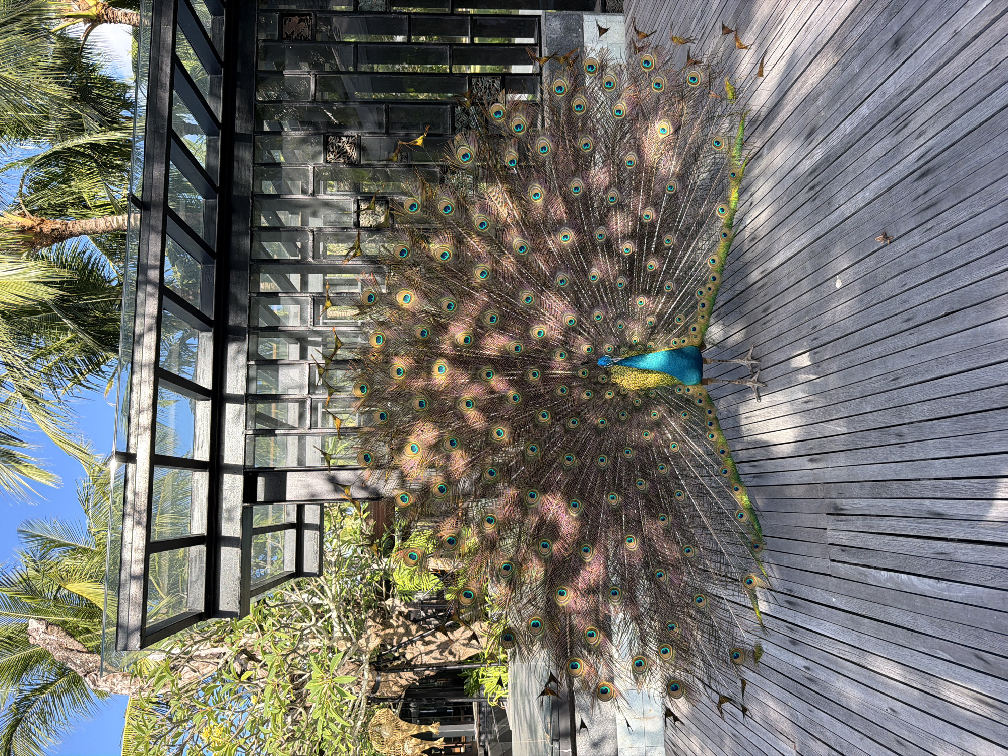 Peacock displays magnificent plumage at Kuta Selatan resort