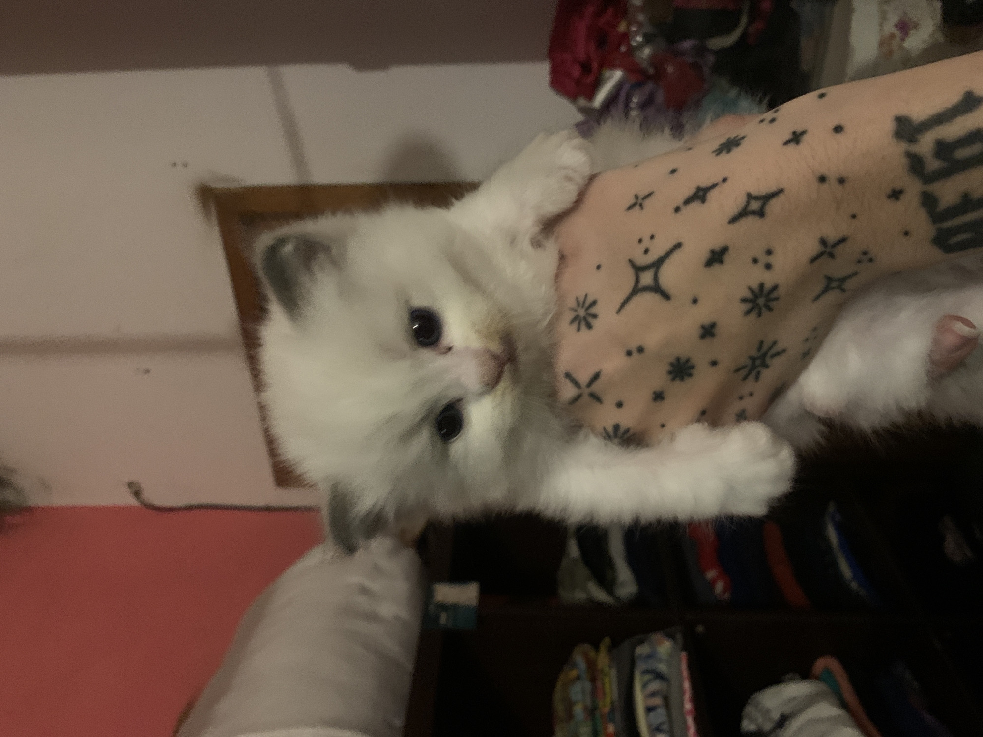 Person holds kitten with tattooed arm in Ramos Mejía