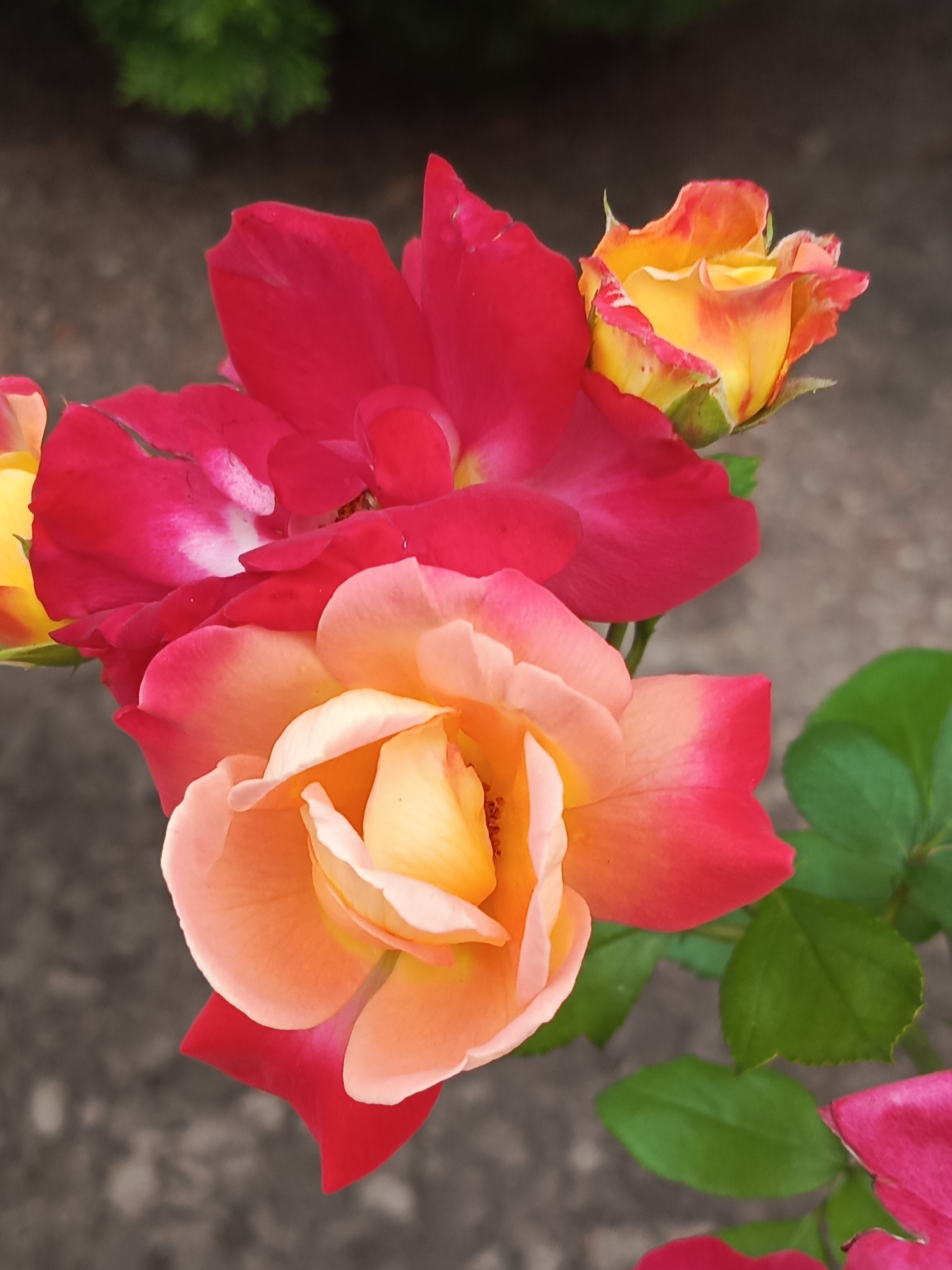 Roses, rivers, and overcast skies on a summer afternoon