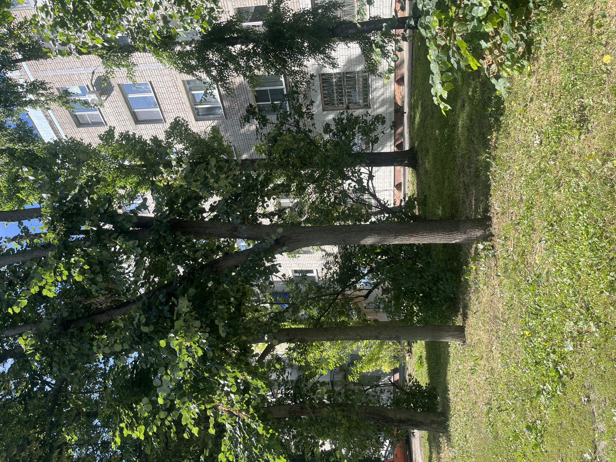 Light-brick apartment building tucked behind summer greenery in Voronezh