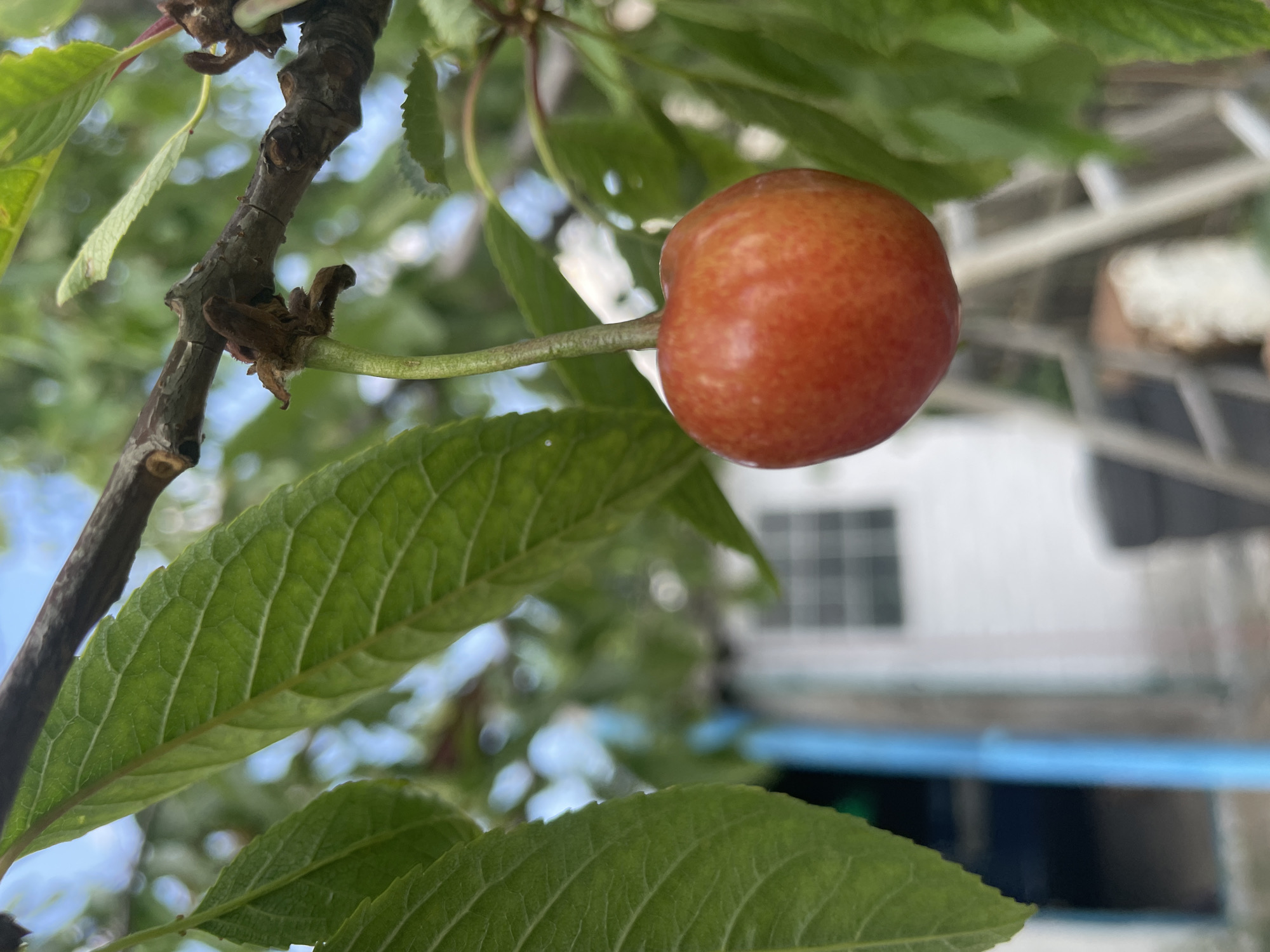 Quiet Sunday afternoon: fruit, flowers, and pets observed