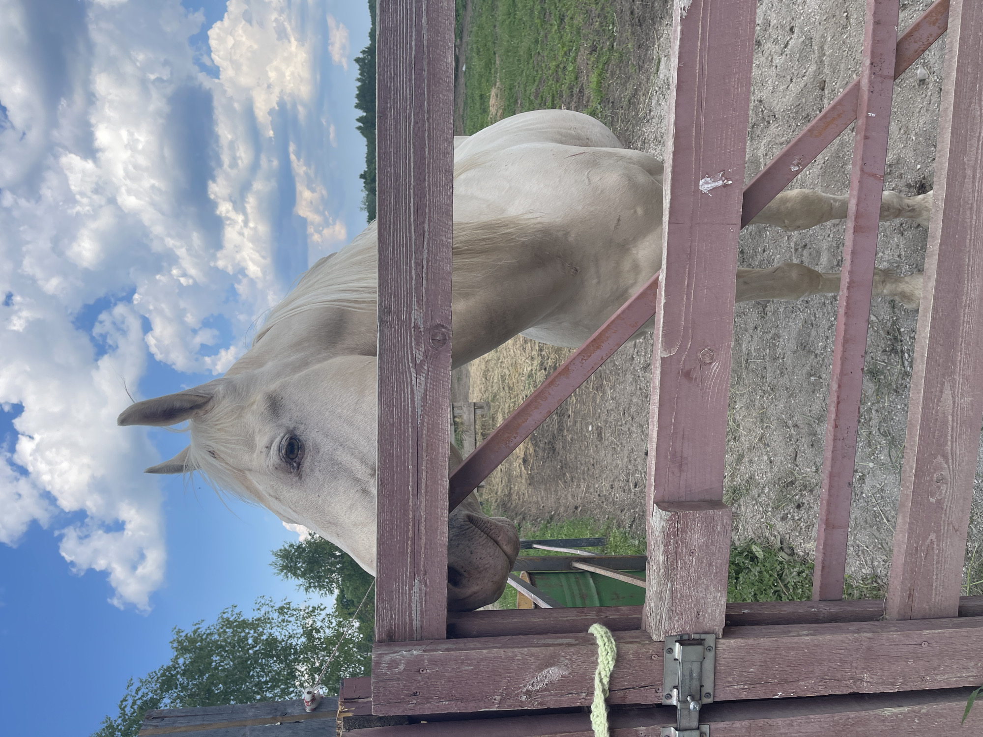 Horses observed at equestrian facility during morning hours
