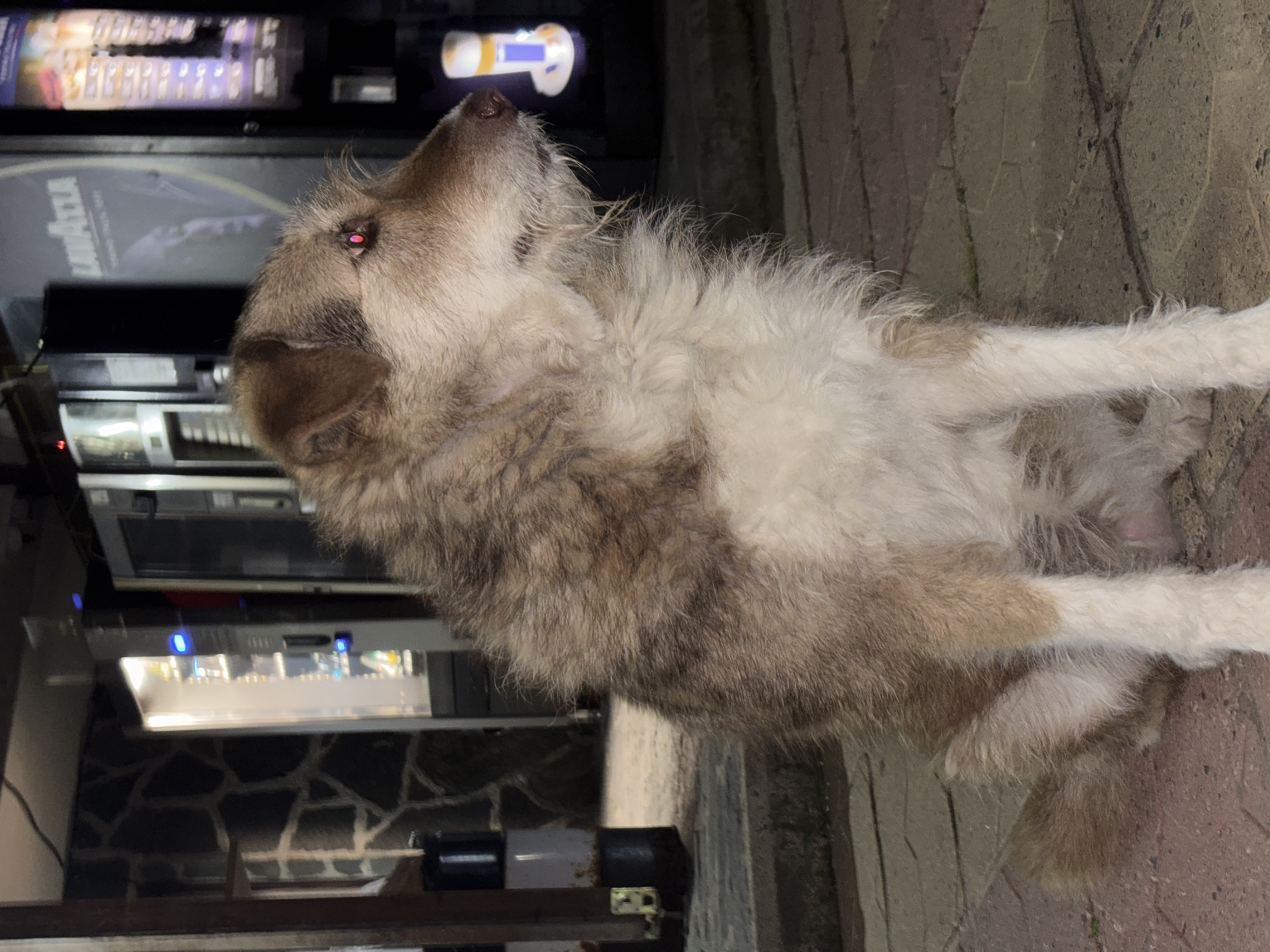 Evening dog sightings and car activities documented in Zlatograd