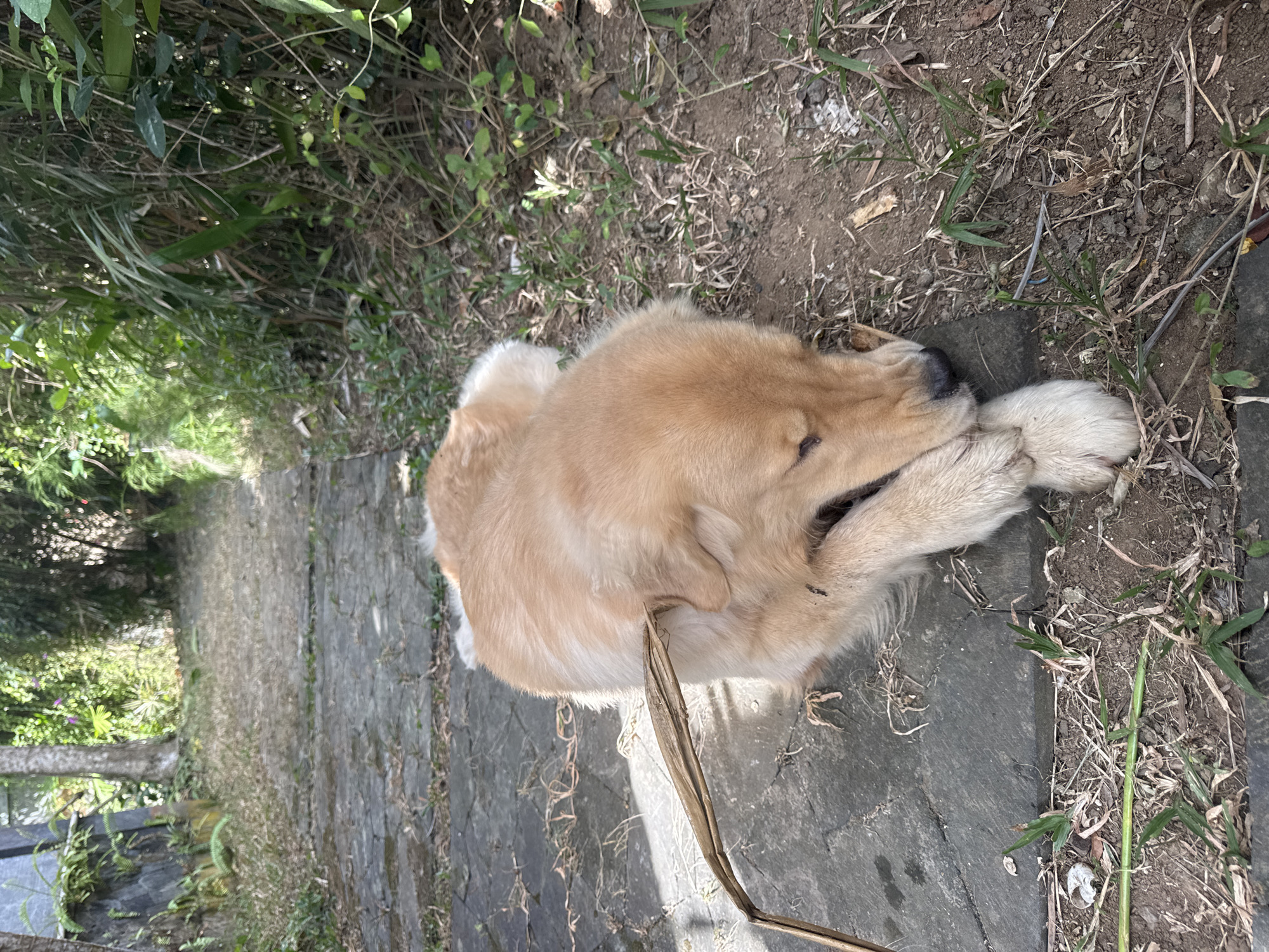 Golden retriever chills on a Bali stone path, stick in mouth