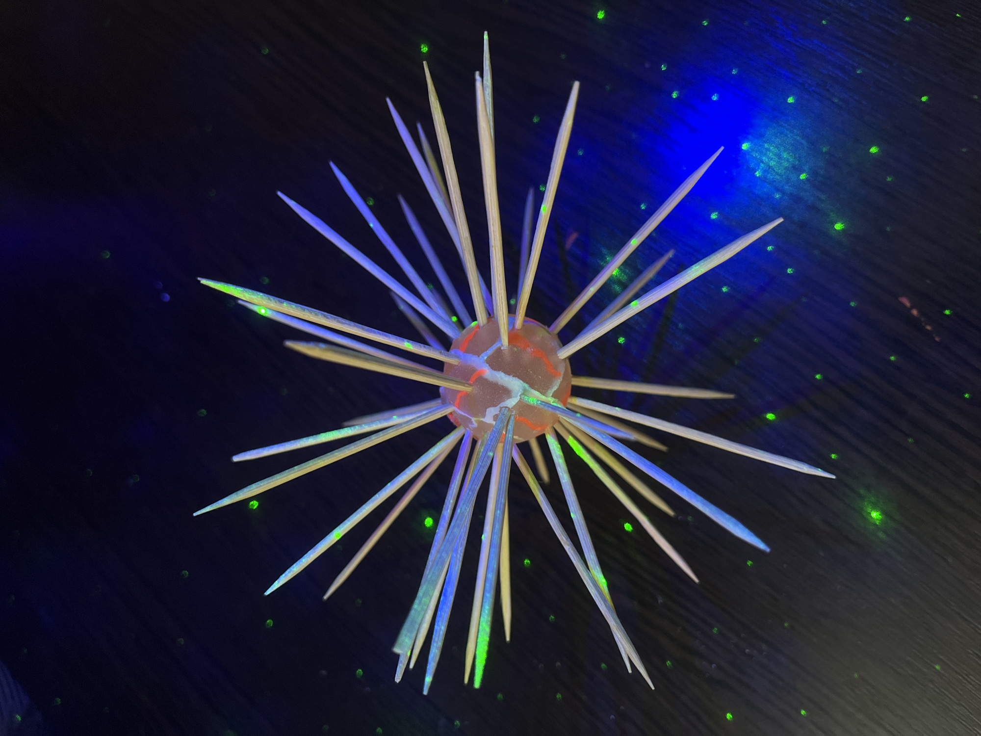 Homemade coronavirus model with toothpick spikes displayed in Krasnodar