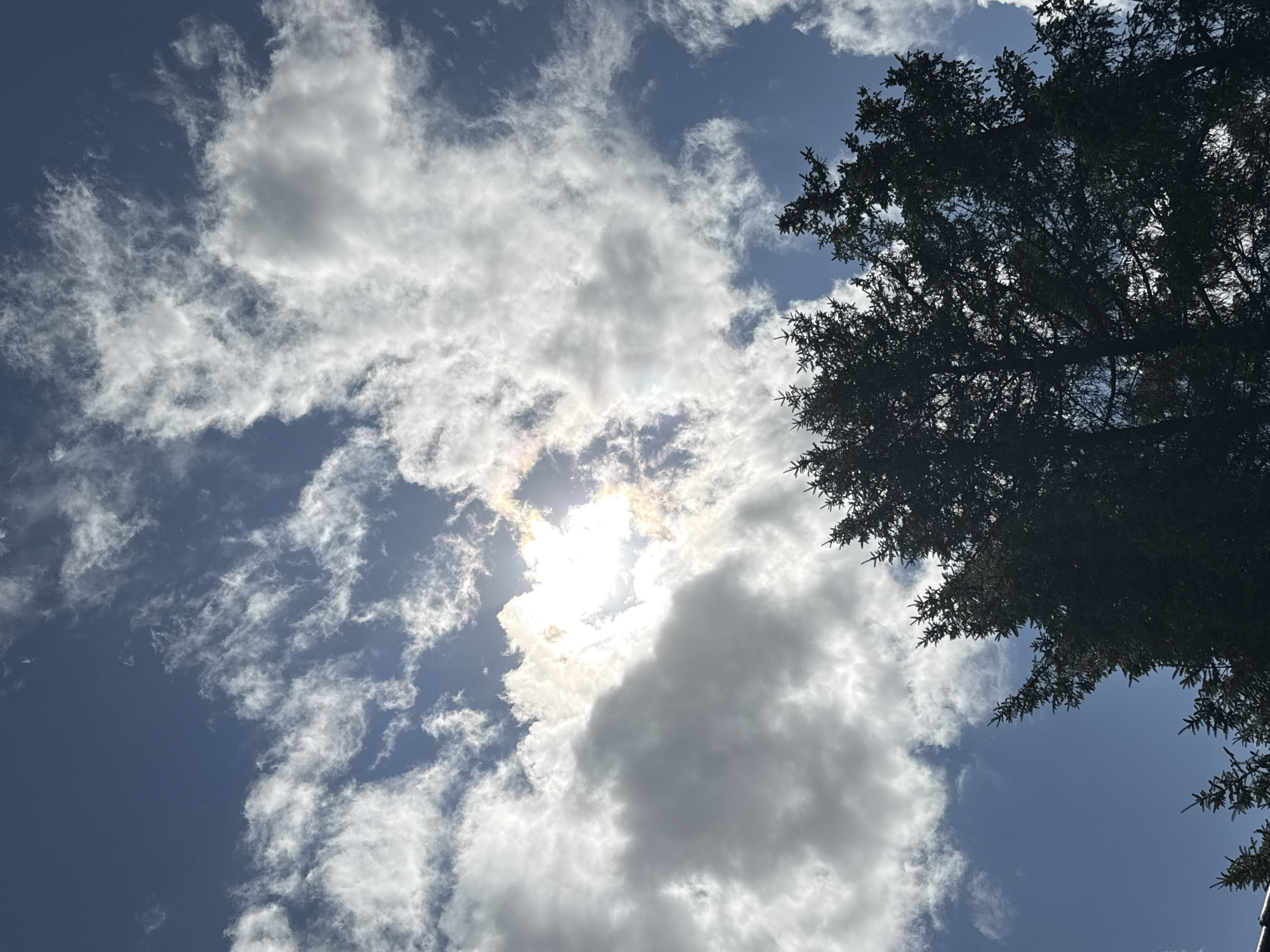 Sun halos, cloudy skies, and a sleepy-looking puppy.