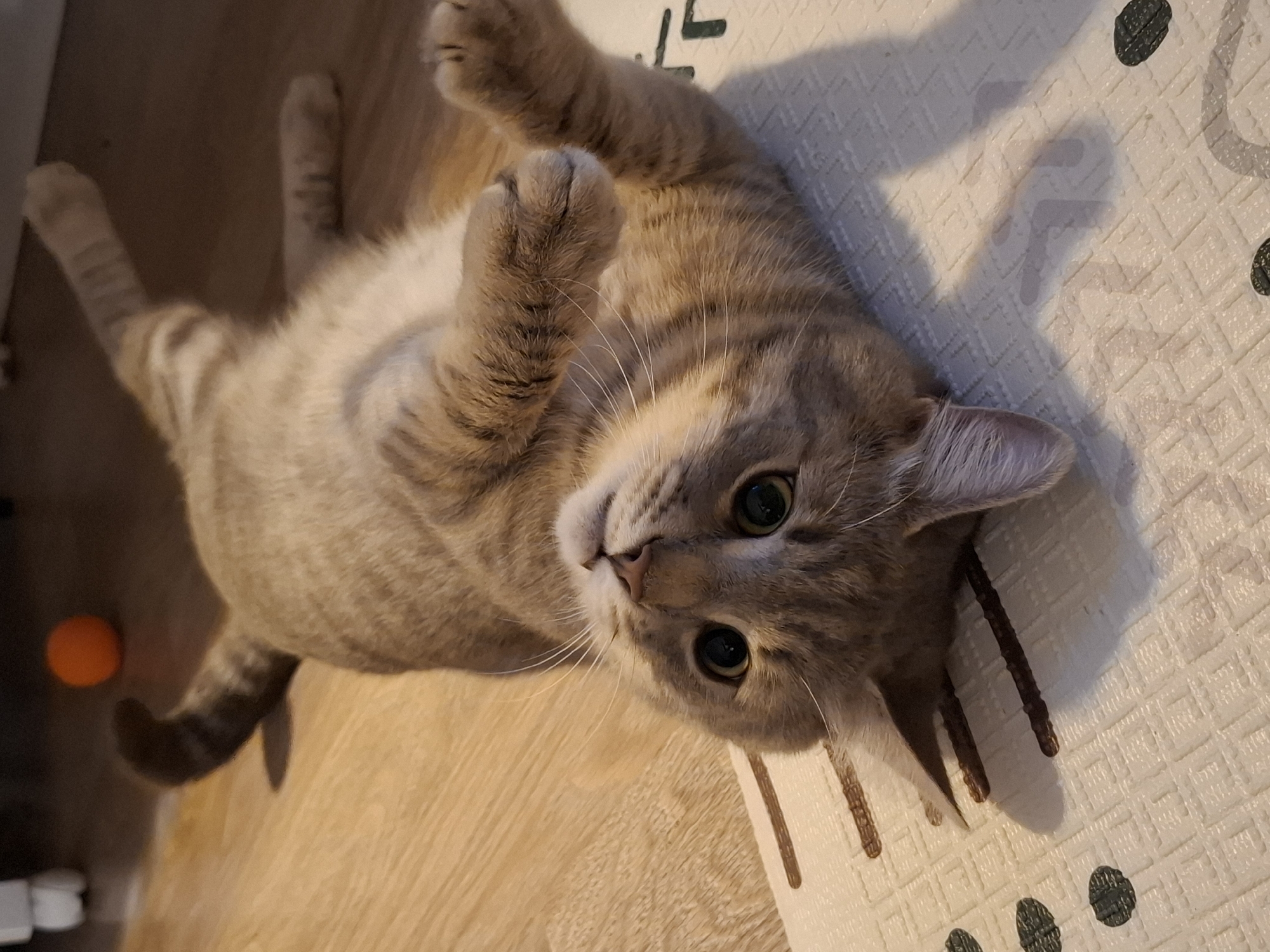 Tabby cat's evening indoor activities in Zemun home