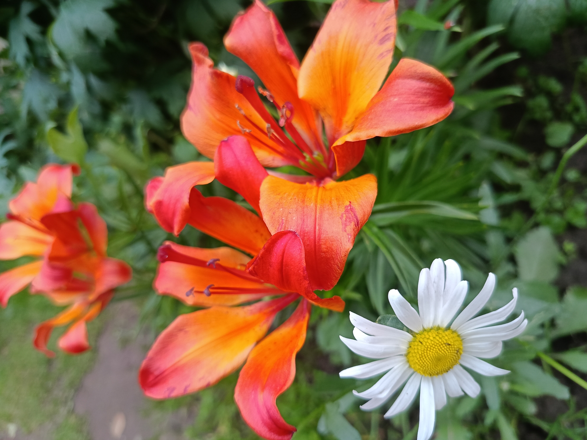 Close-up tour through a blooming summer garden