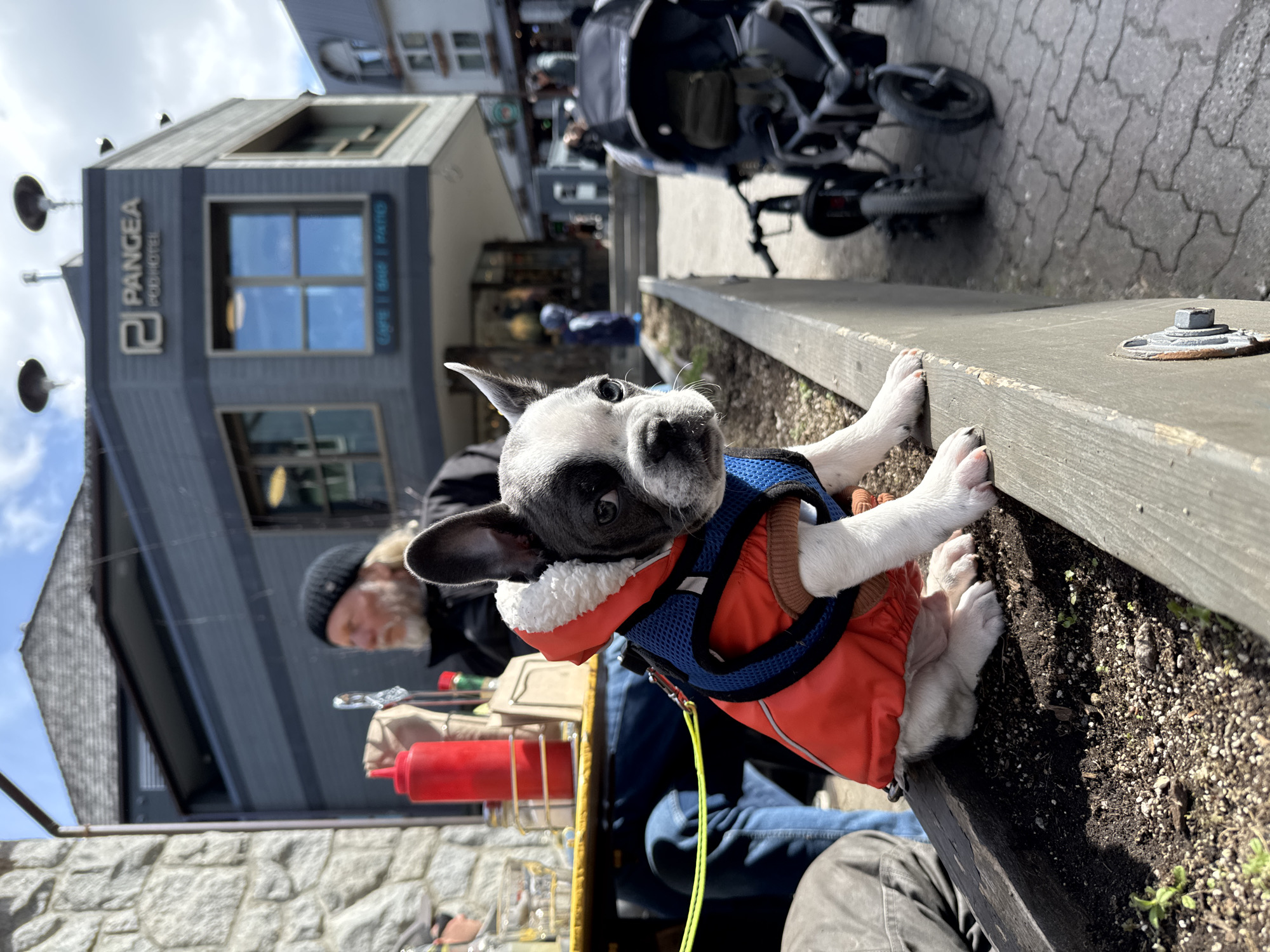French bulldog puppy in jacket stands on planter edge