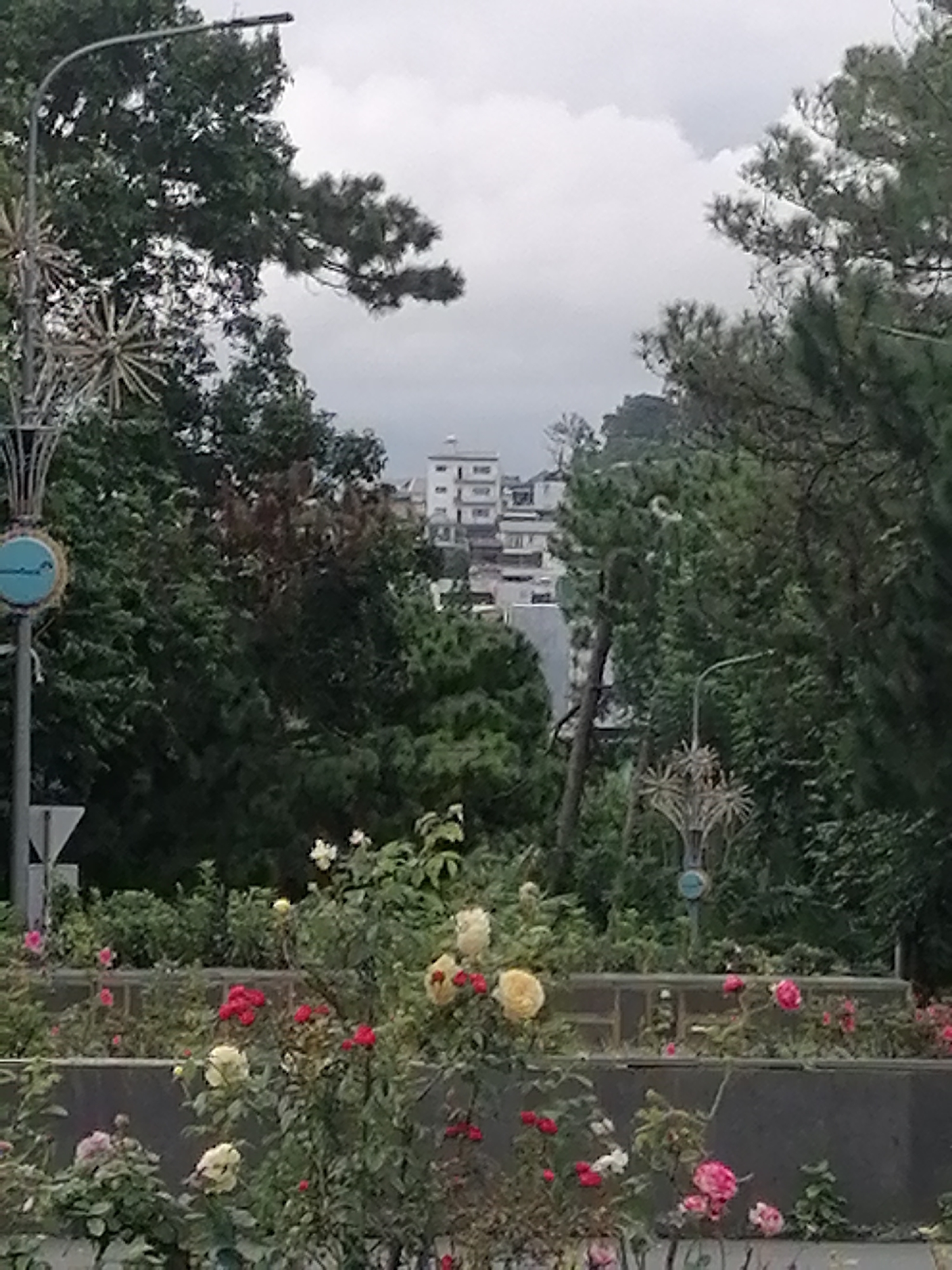 Street-level Da Lat: roses, colonial buildings, and daily life