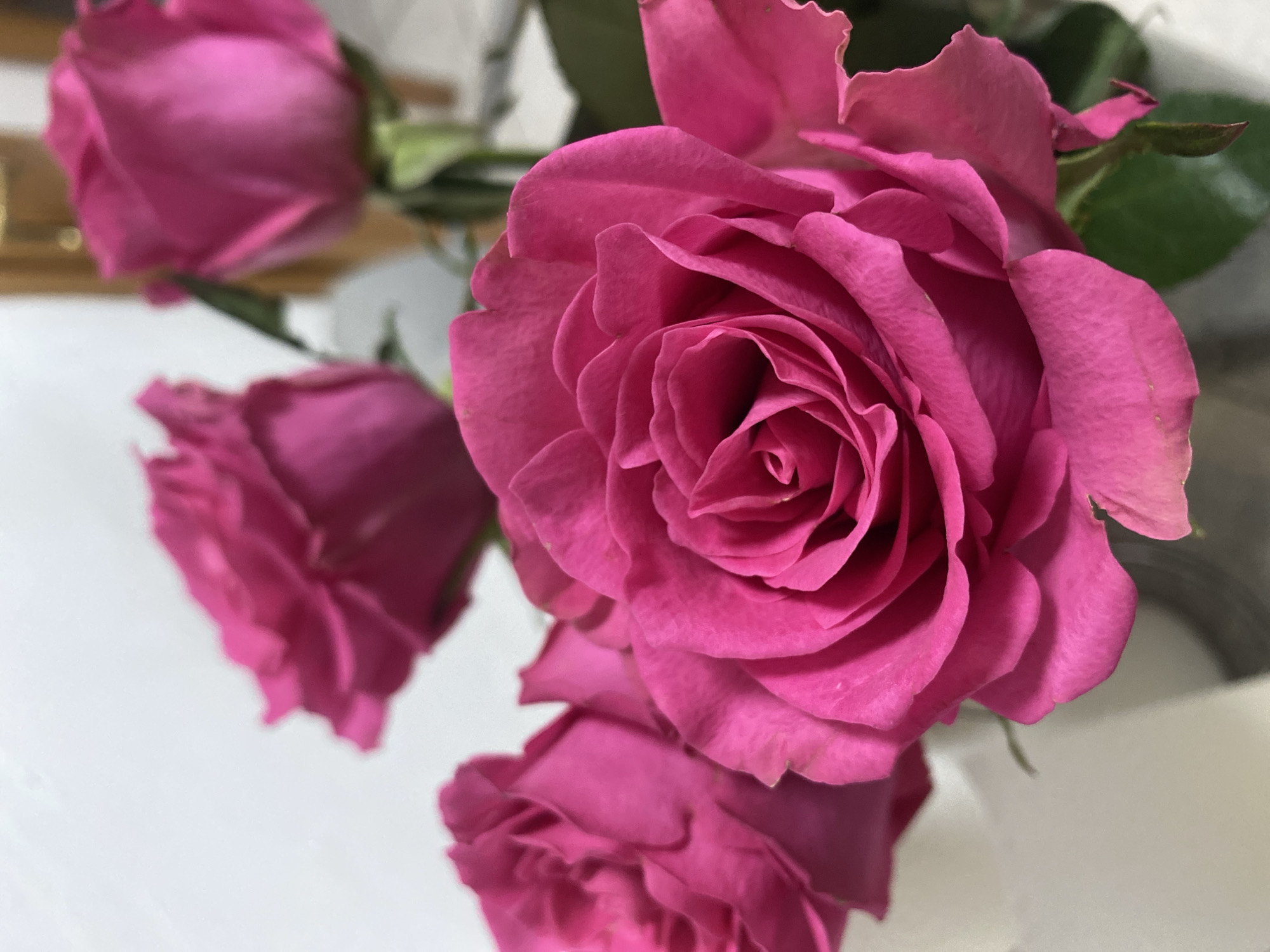 Vibrant pink roses in bloom, Lütjenwestedt