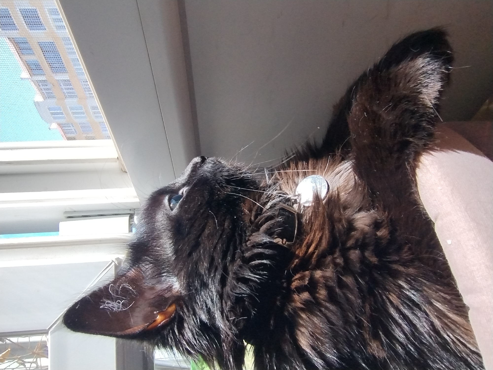 Black cat and orchids soak up a sunny morning indoors