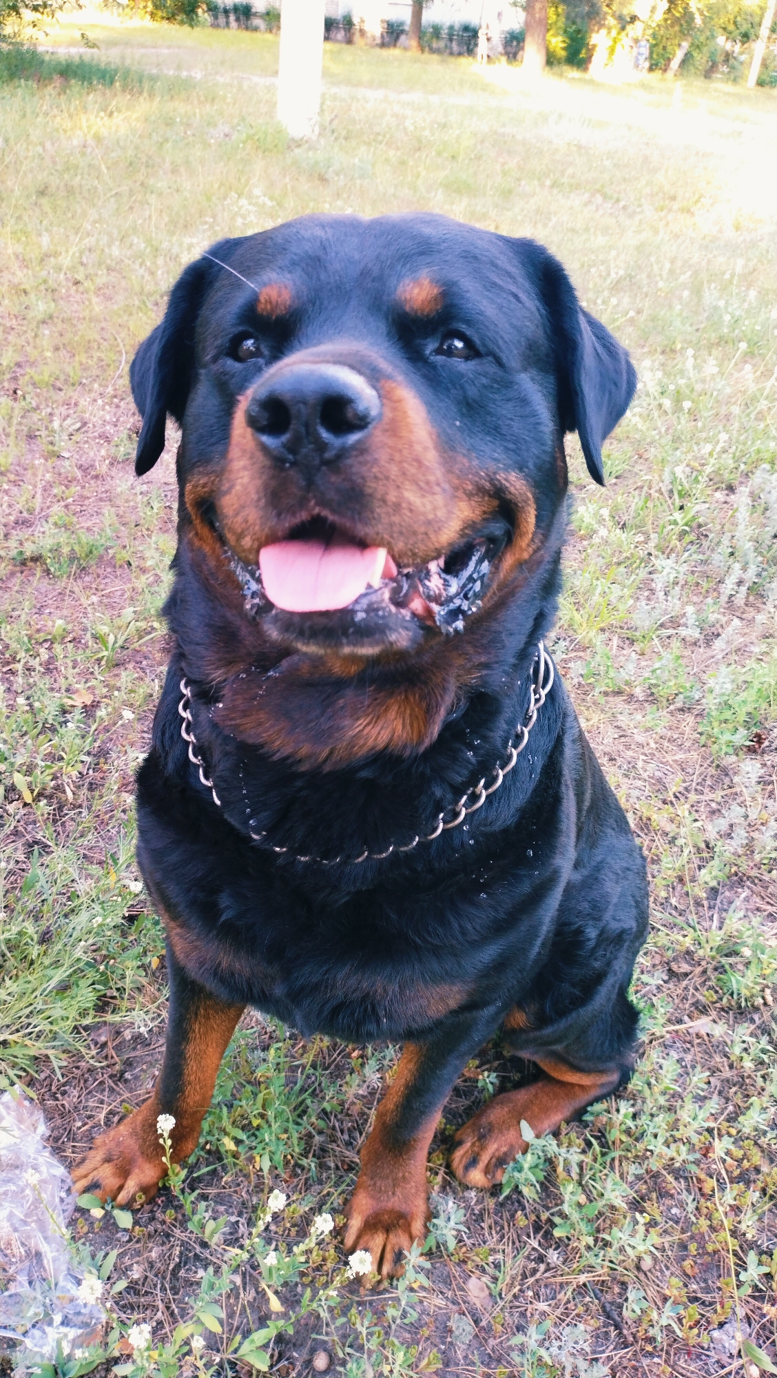 Afternoon in Horishni Plavni with a Rottweiler and park scenery