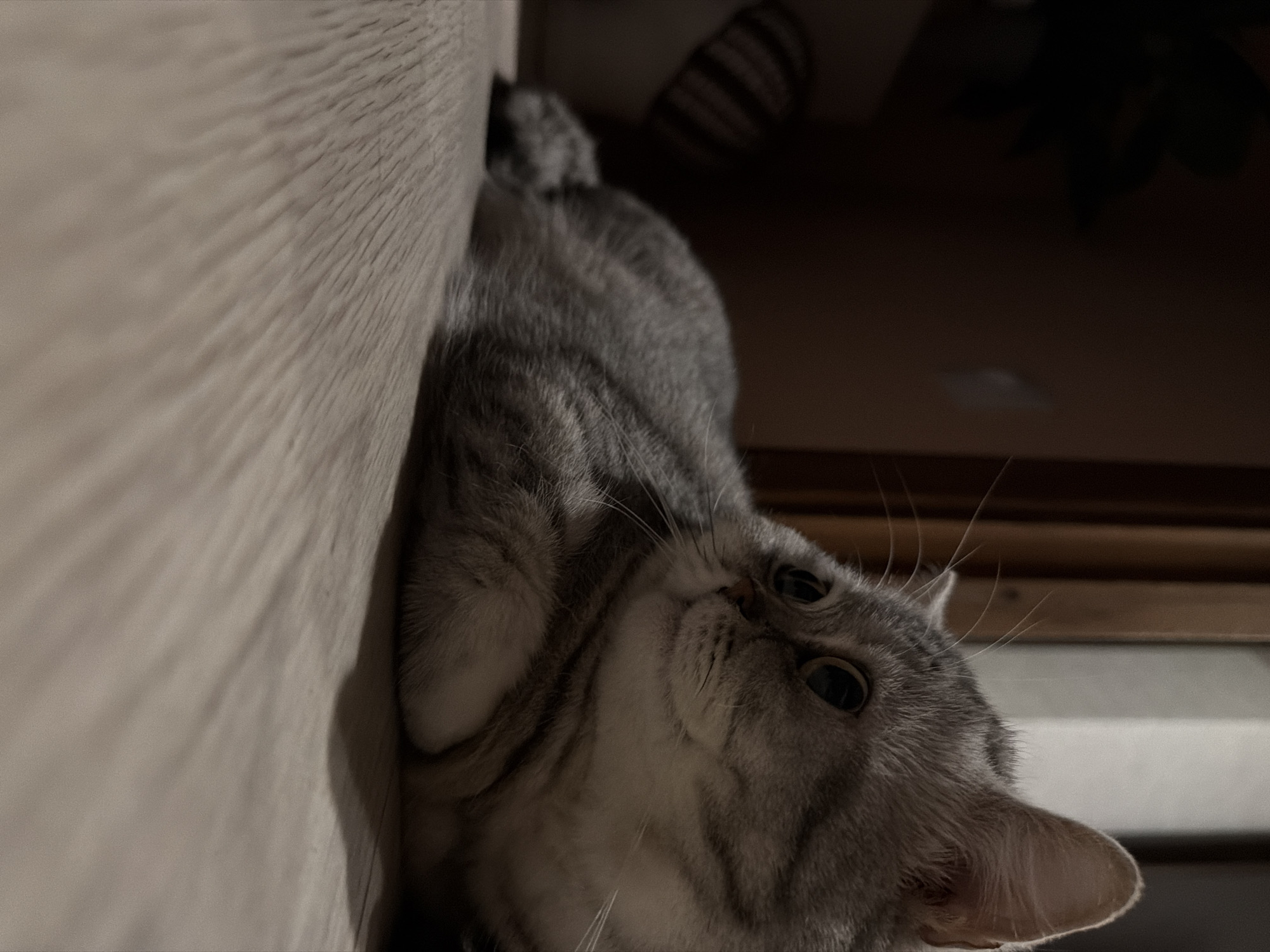Domestic life captured in Chaikovsky home with cat and crafts
