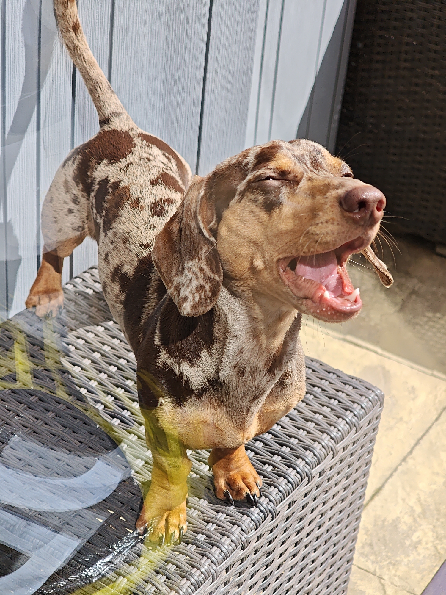 Dachshund caught mid-stretch in sunny outdoor moment