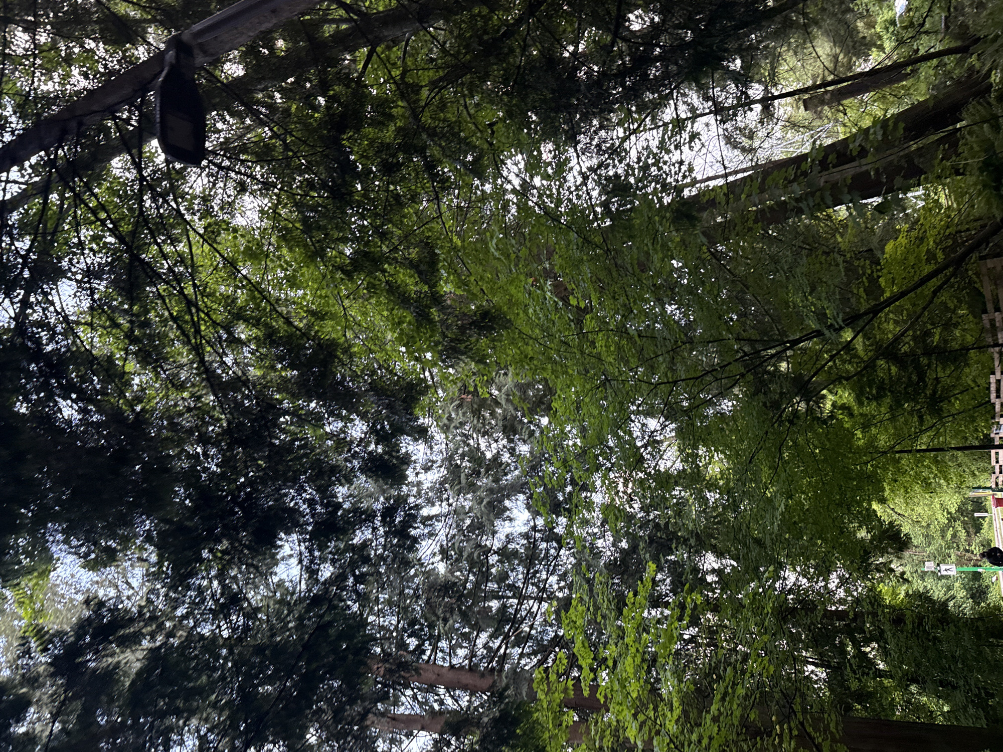Forest canopy with light fixture observed in North Vancouver