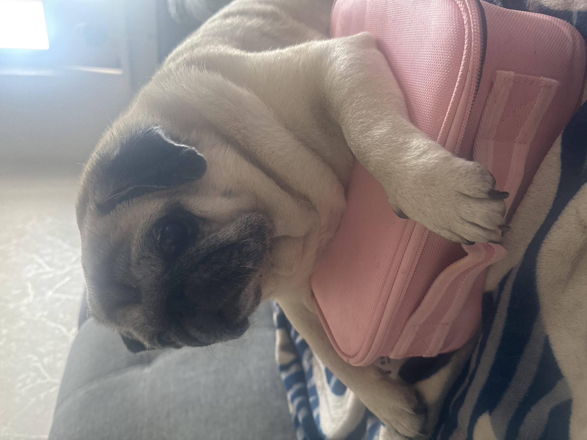 Pug relaxing on a pink case atop a striped blanket