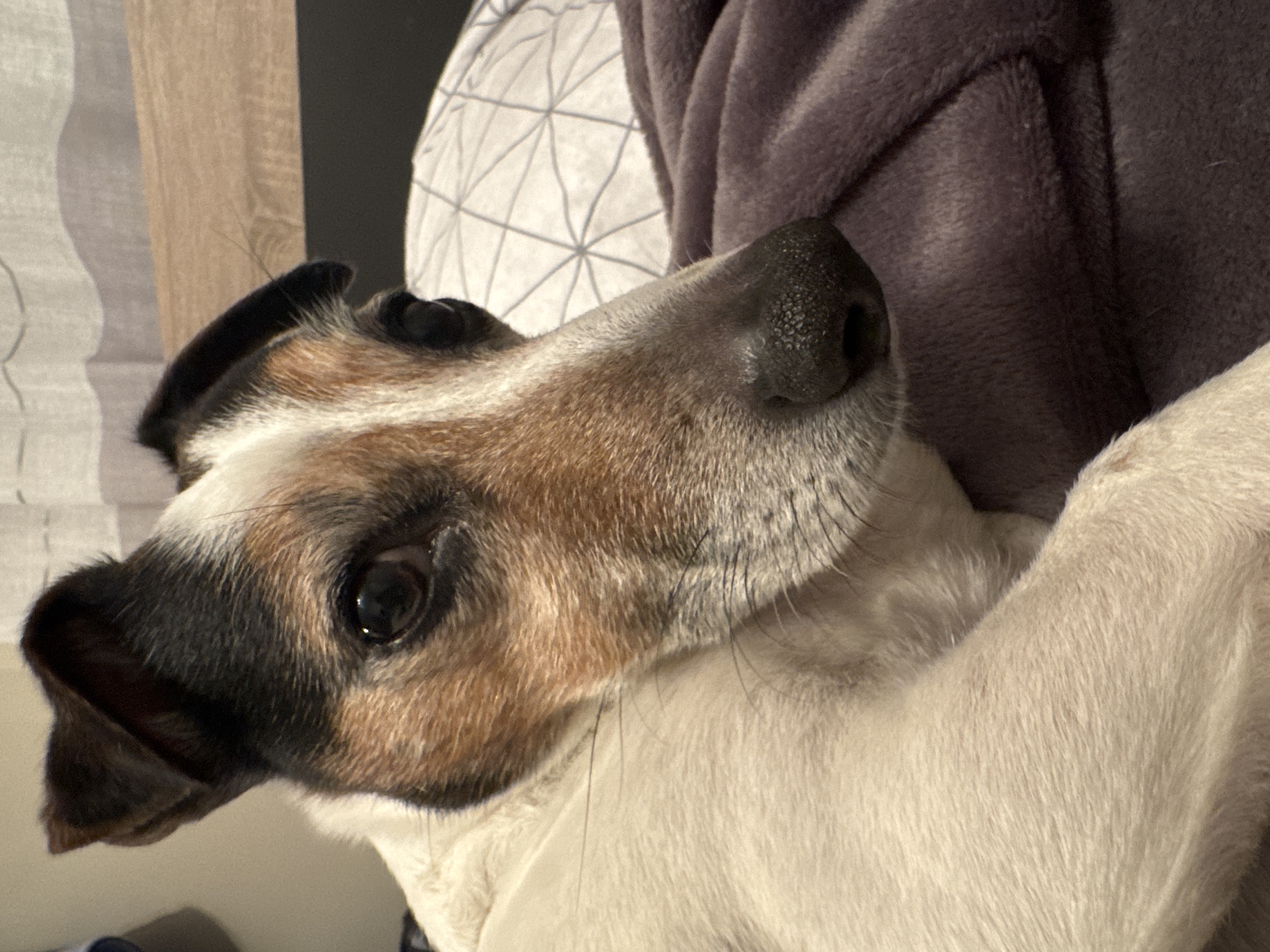 Dog photographed in close-up in Gabrovo, Bulgaria