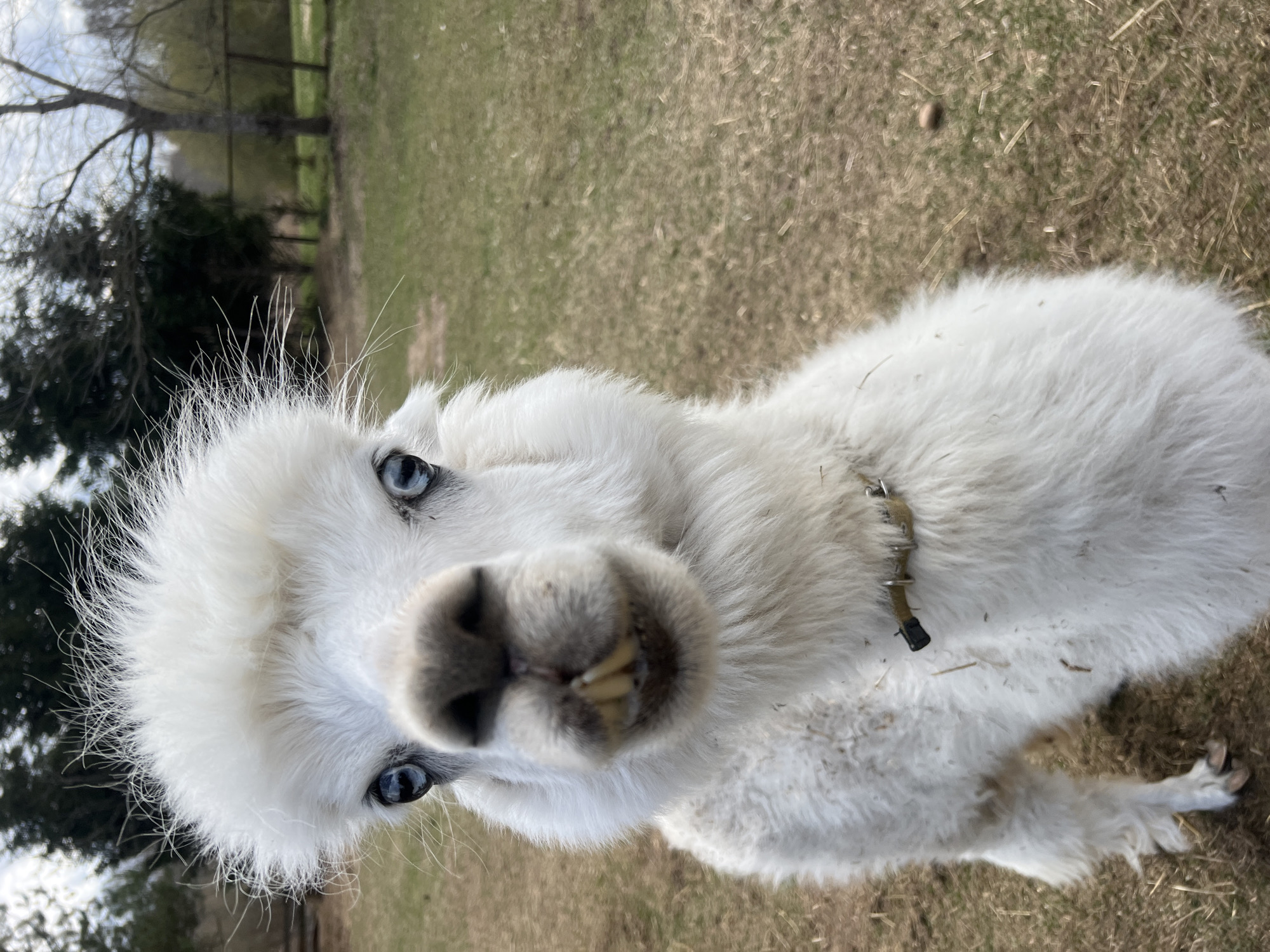 Blue-eyed white alpaca photographed close-up in Latvia