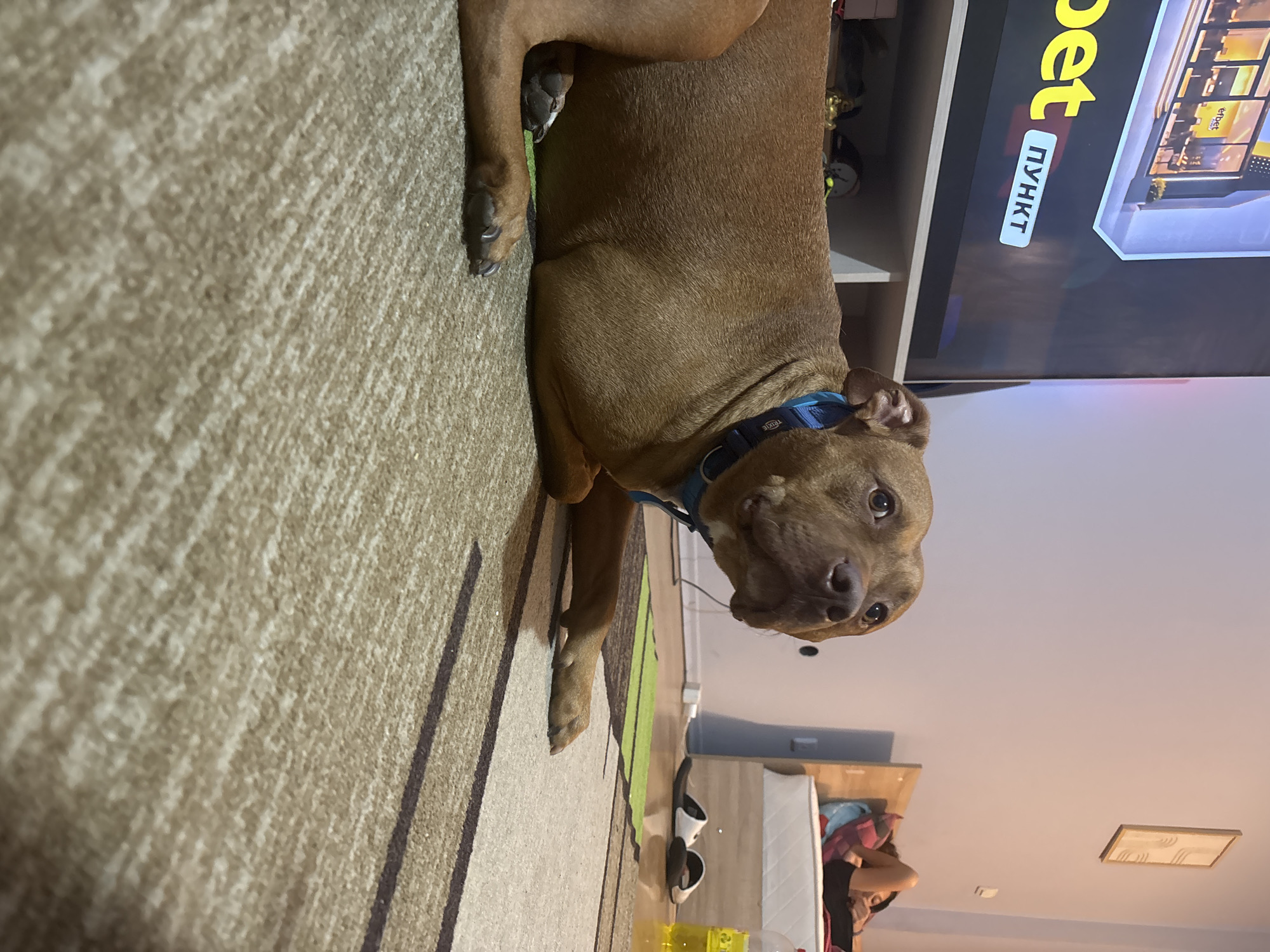 Dog watches soccer game in Sofia living room
