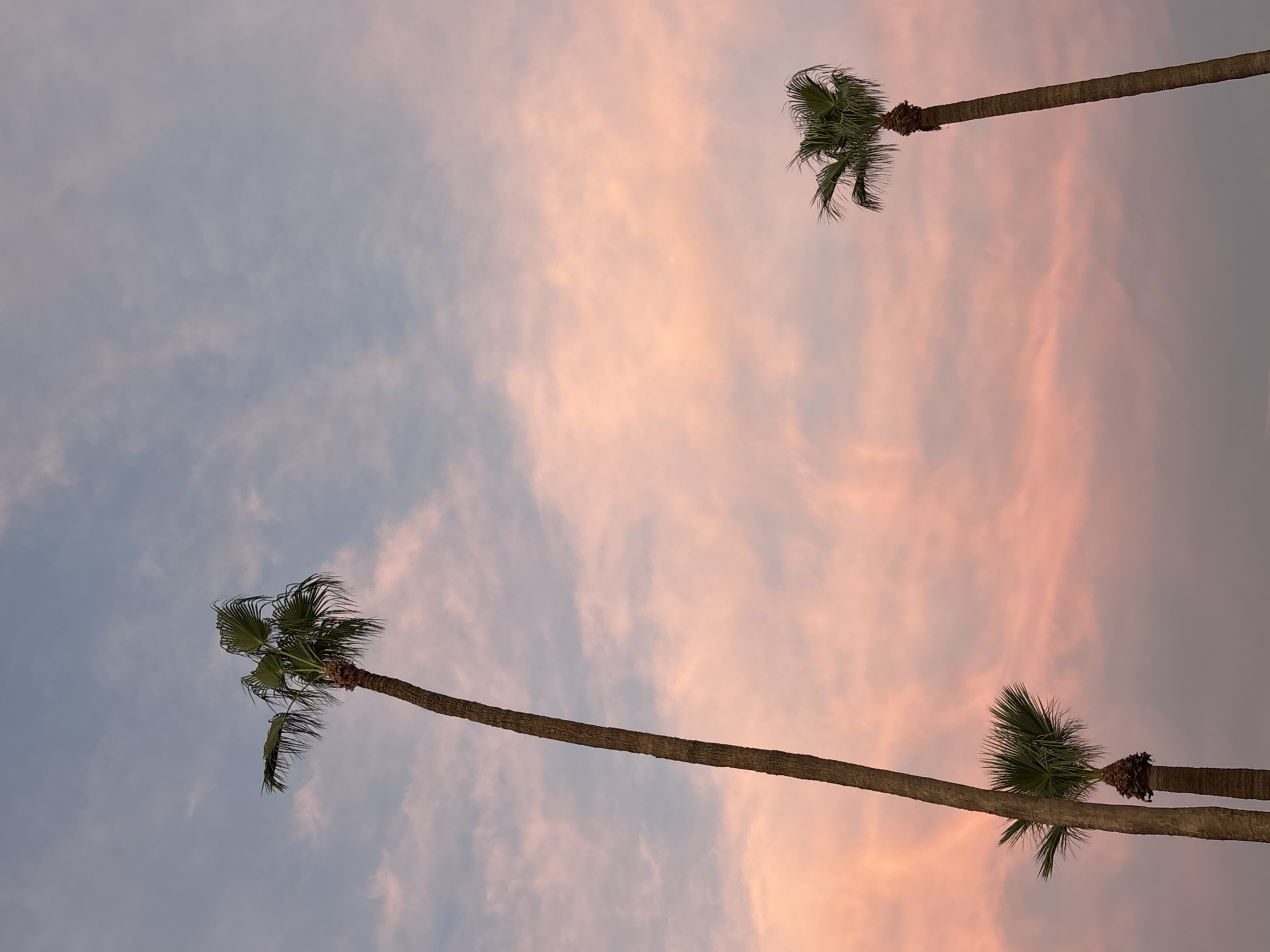 Phoenix palm trees against a vivid pink and blue sunset sky