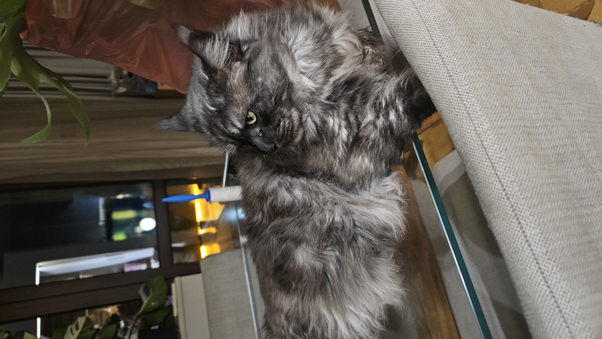 Gray cat photographed in awkward position on glass surface