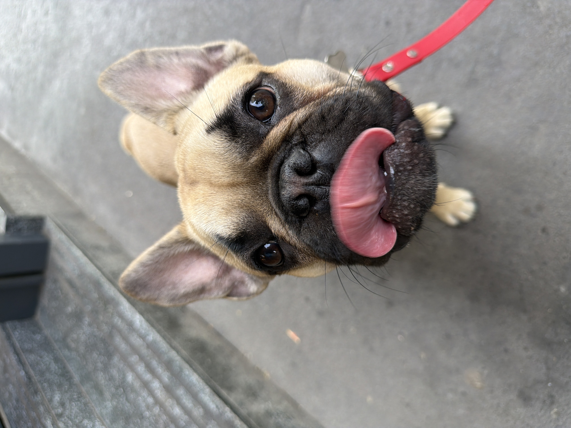 French Bulldog puppy spotted during afternoon outing in Milan