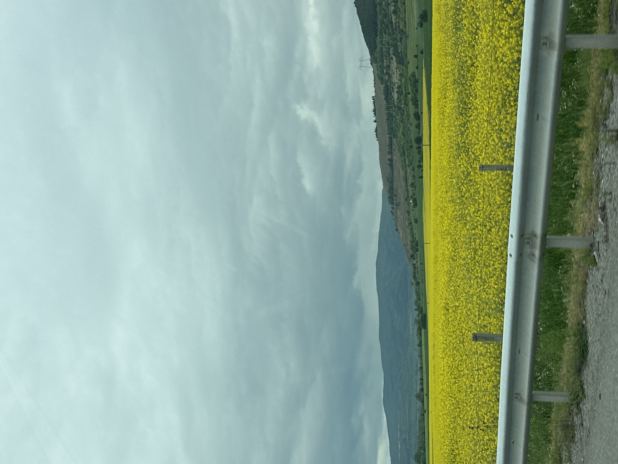 Rapeseed flowers bloom in Bulgarian countryside near Dolna Dikanya