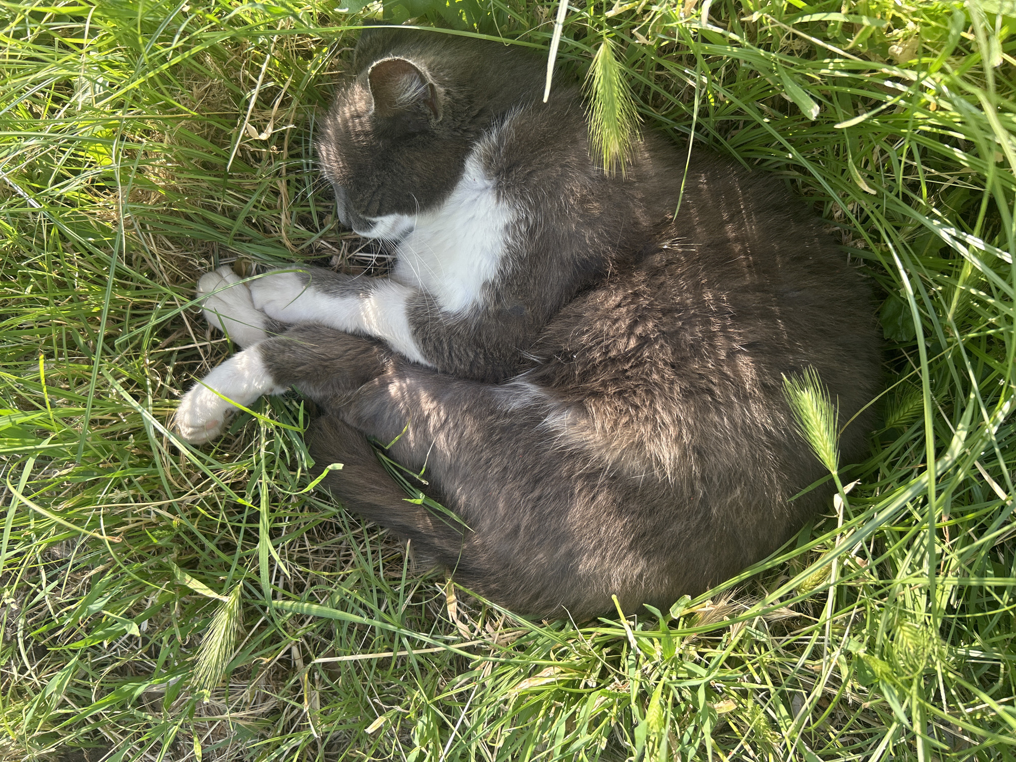 Afternoon stroll documented along Plovdiv rowing canal with sleeping cat