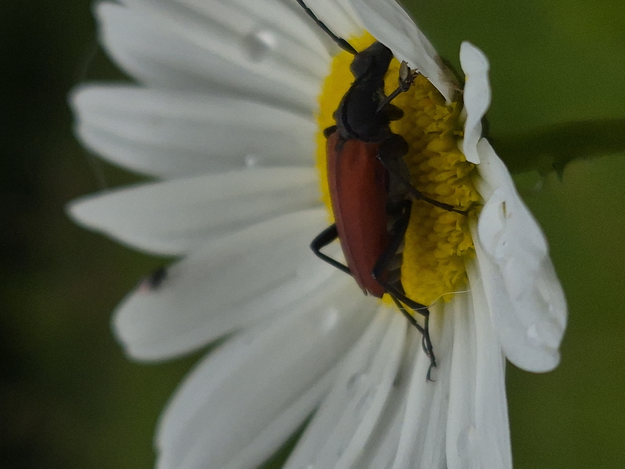 Longhorn beetle on rain-speckled daisies in rural Estonia