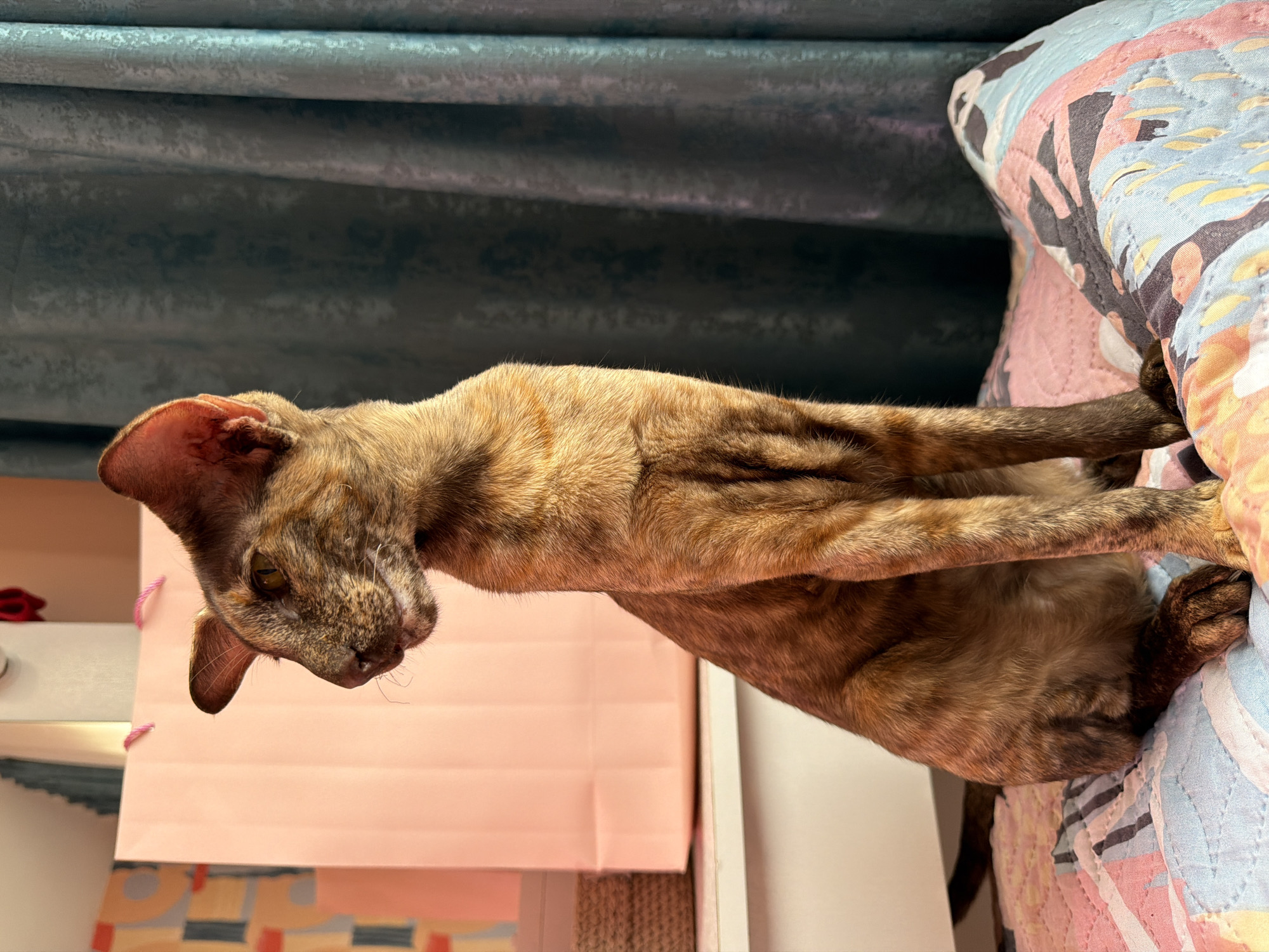 Oriental Shorthair cats at home in Chaikovsky, plus a selfie