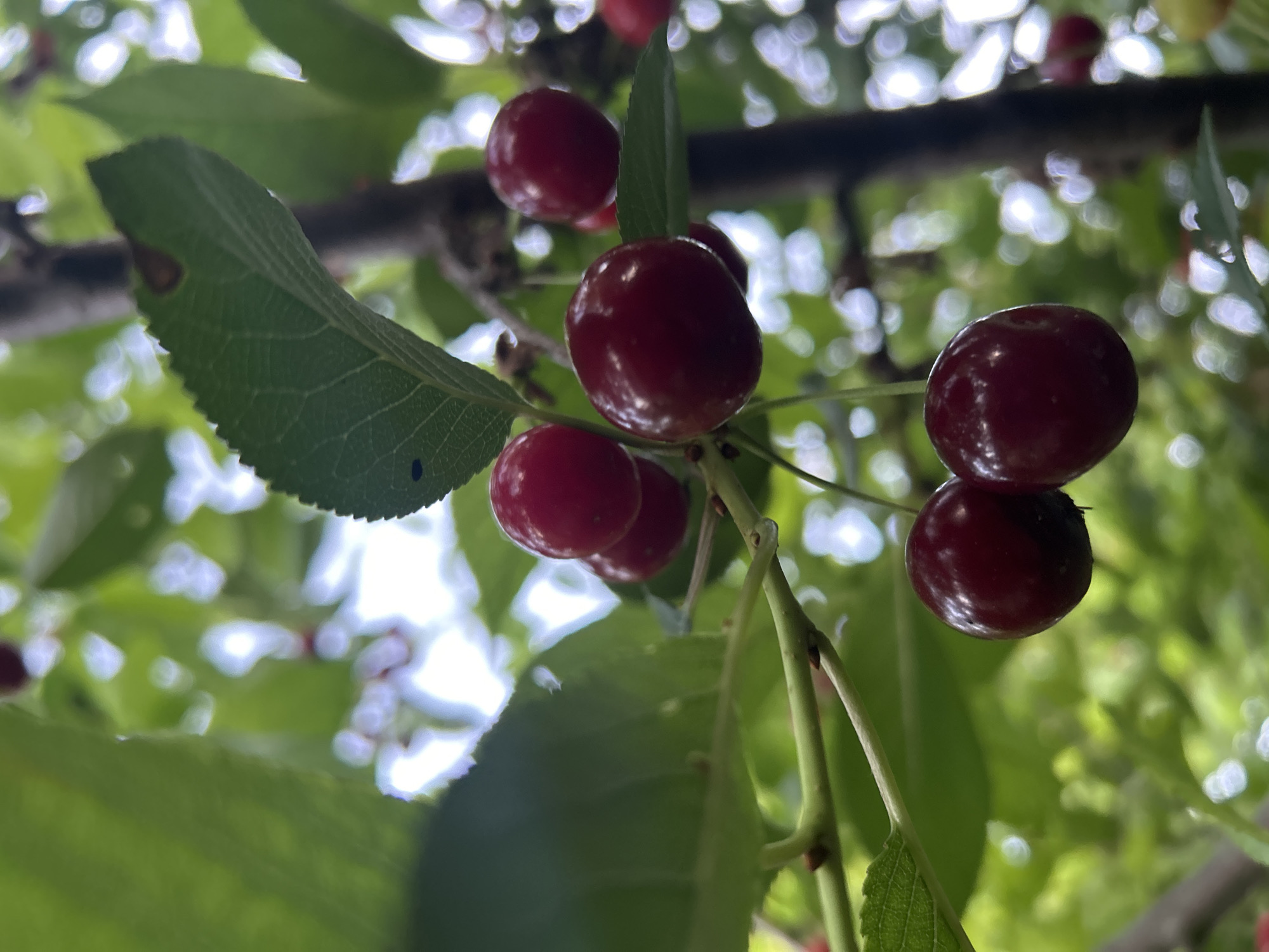 Cherry harvest season in a Moldovan garden at dusk