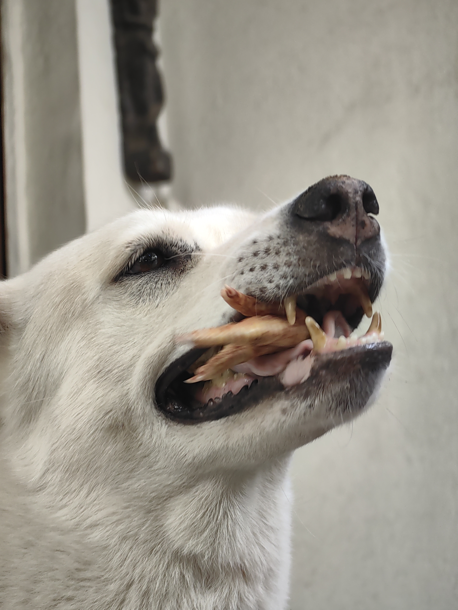 Dogs, guitars, and a lazy Pune morning