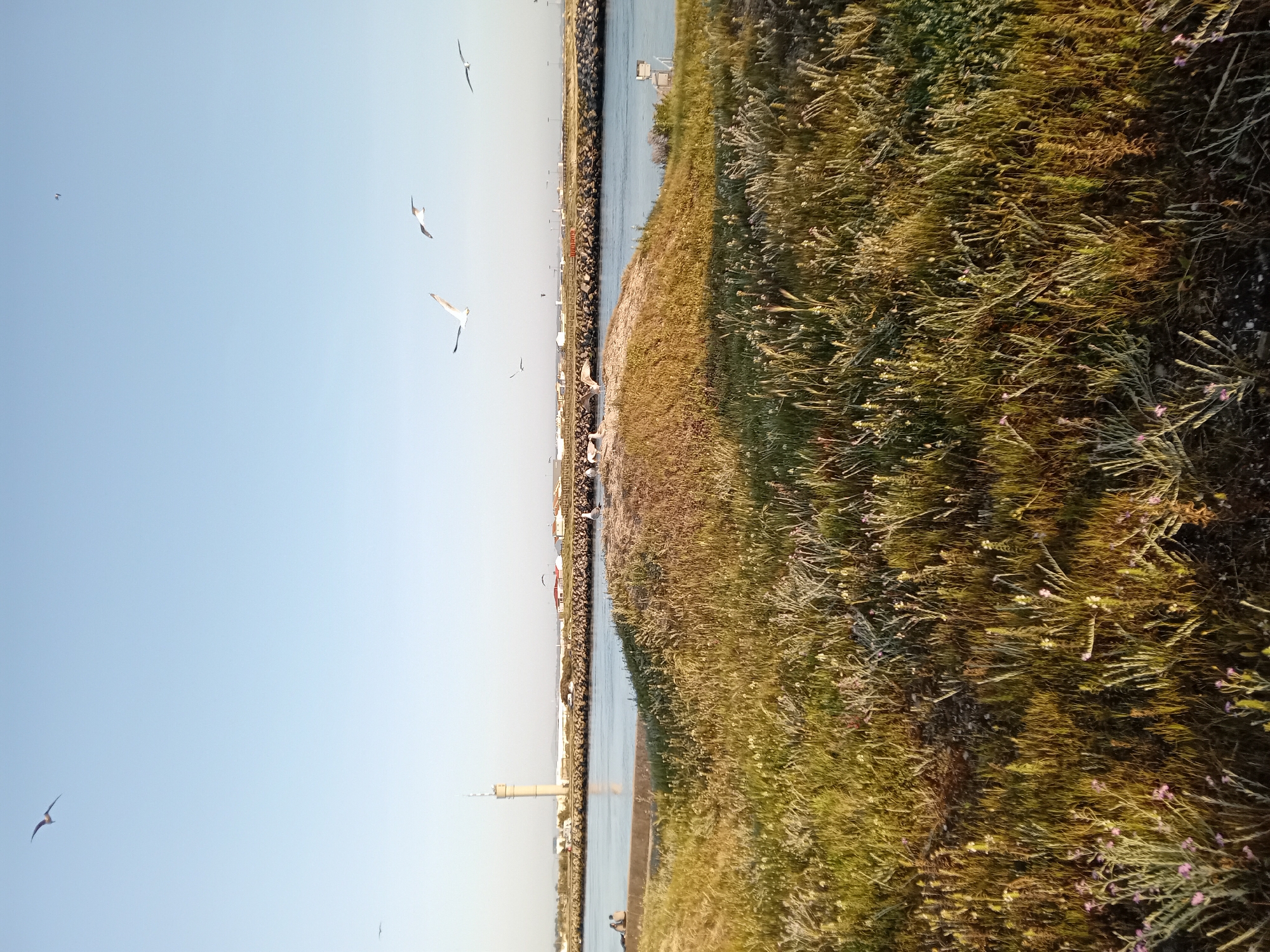 Sunset scenes with calico cat documented at coastal location