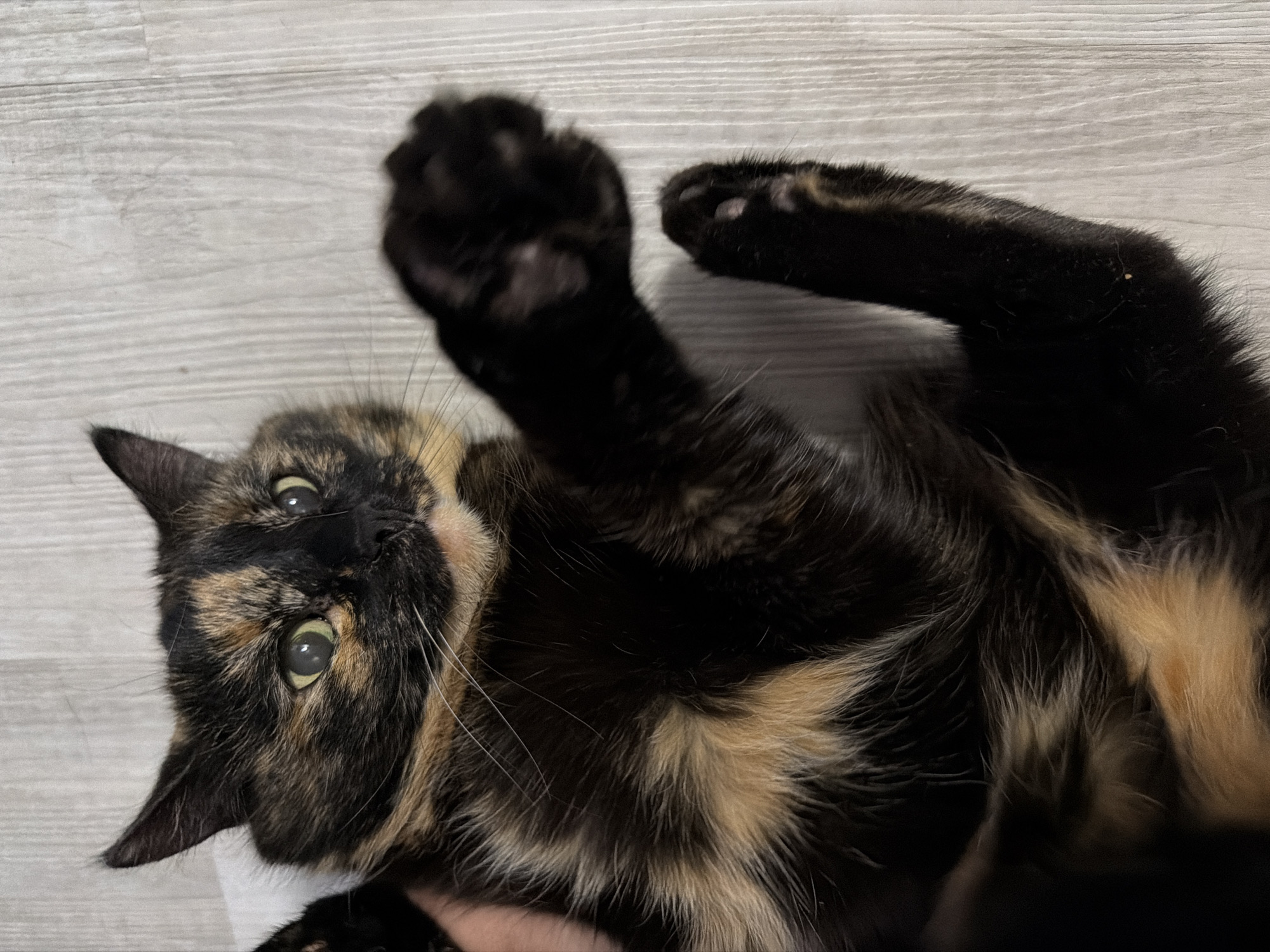Tortoiseshell cat photographed lying playfully in Chaikovsky, Russia