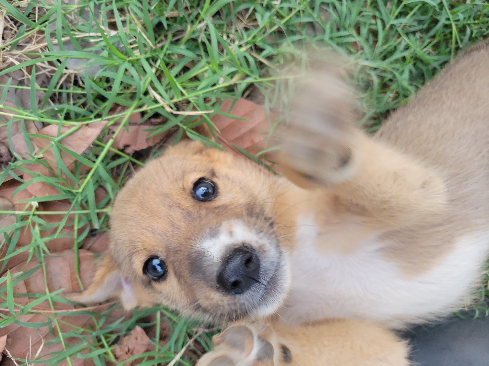 Puppy spotted playing on grass in Markurdi, Nigeria