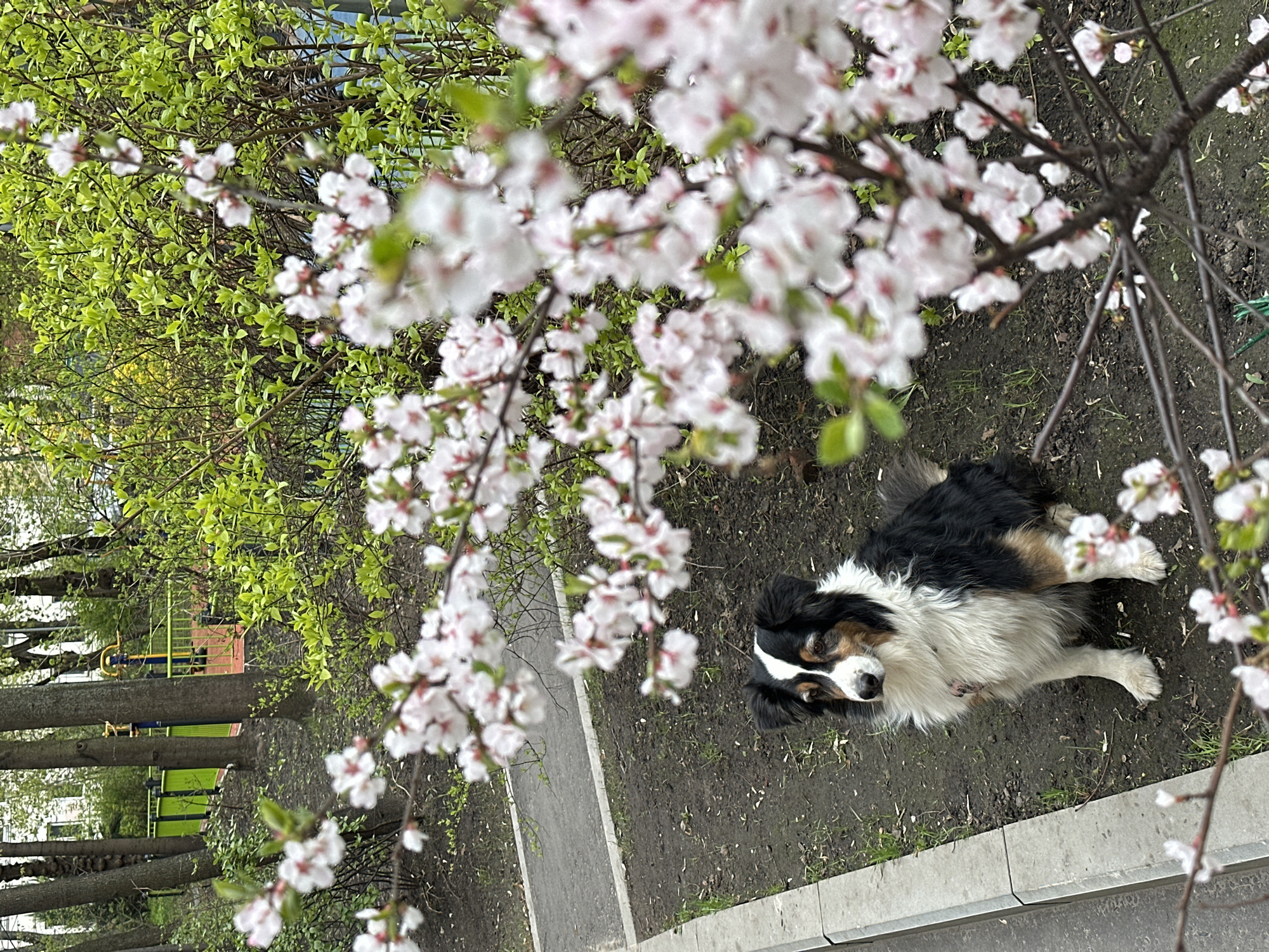 Tricolor dog spotted among spring blooms in Moscow