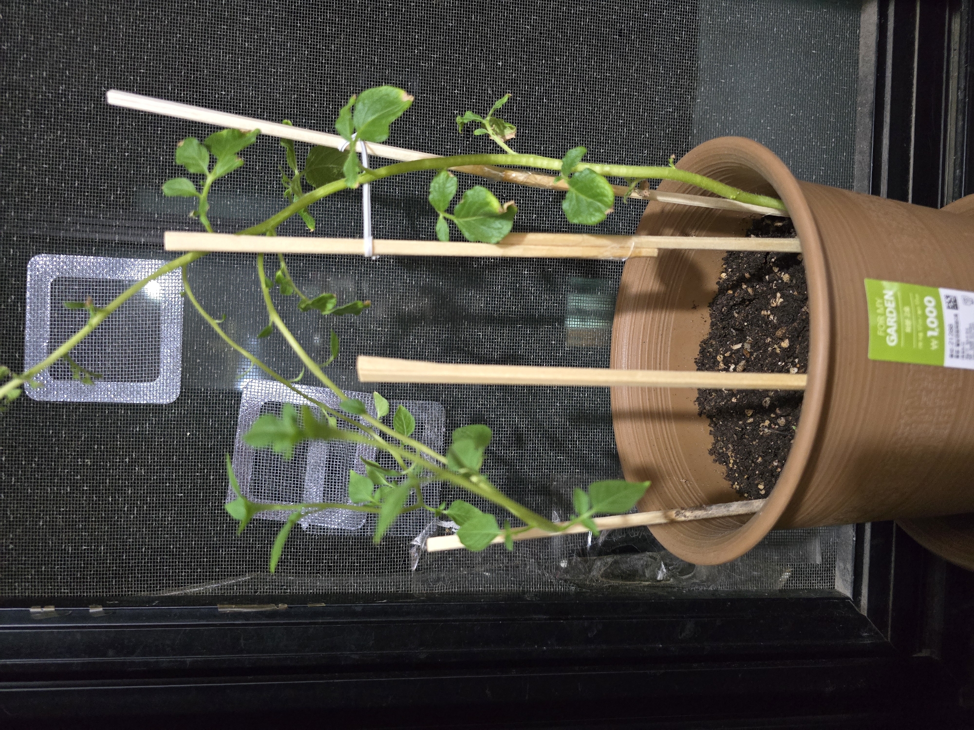 Indoor plant and fermentation jar observed in Ansan home